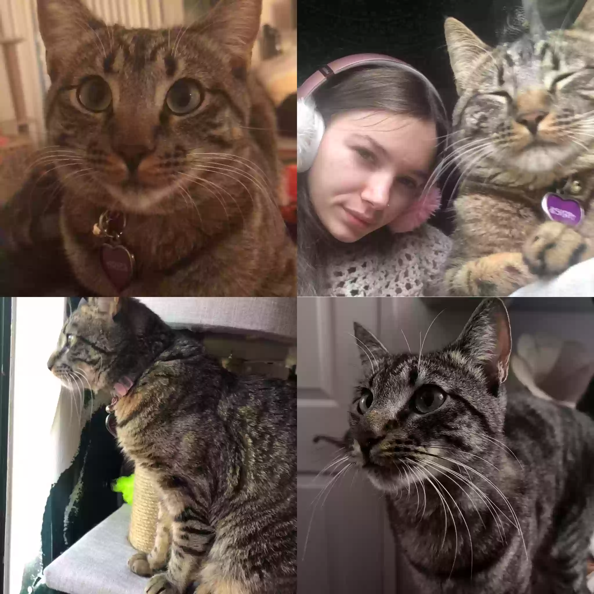 Lost cat in Irvine, CA, 92620