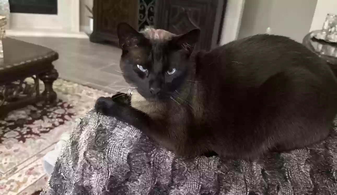Lost cat in Richmond, TX, 77407