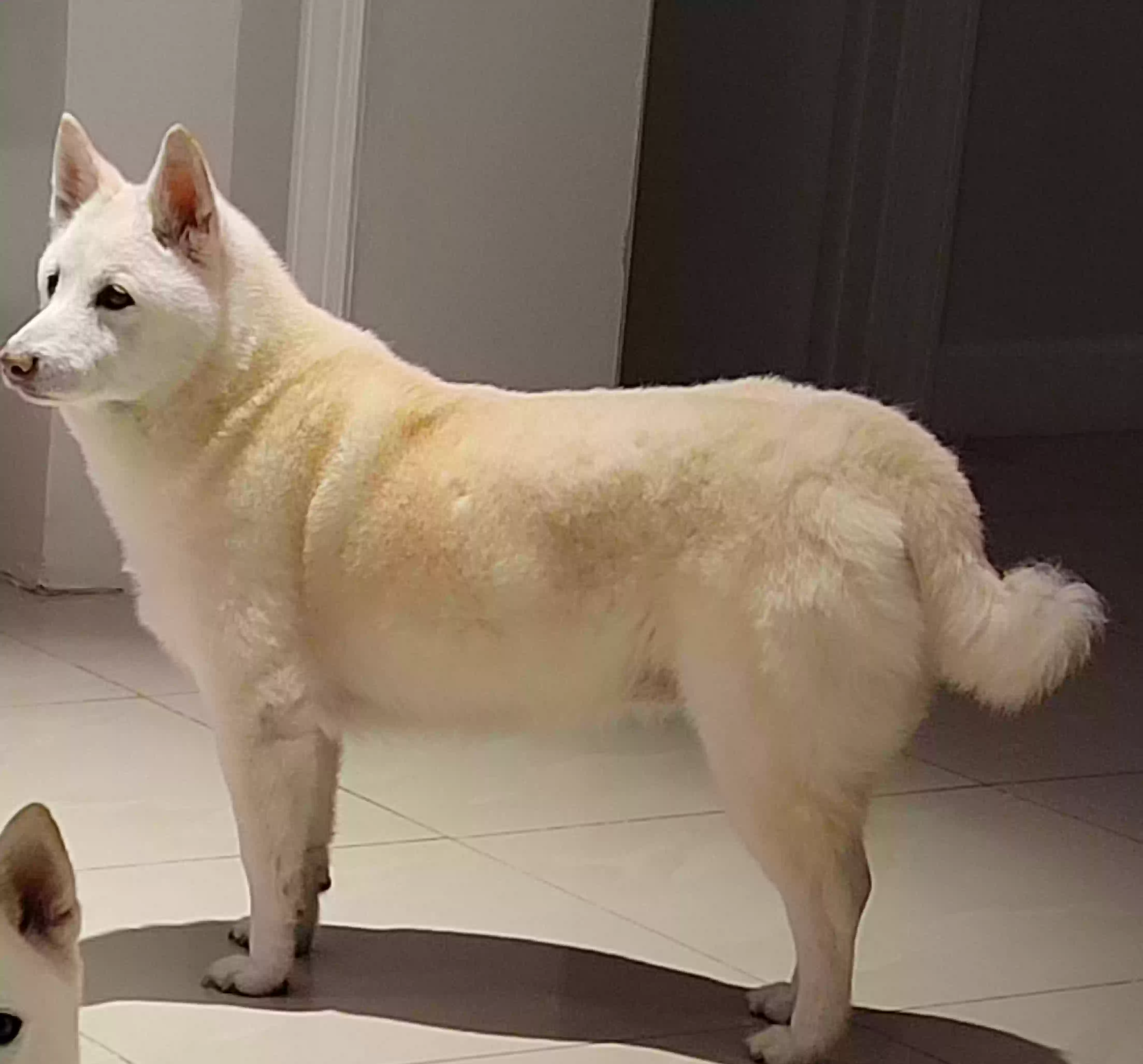 Lost dog in Hollywood, FL, 33024