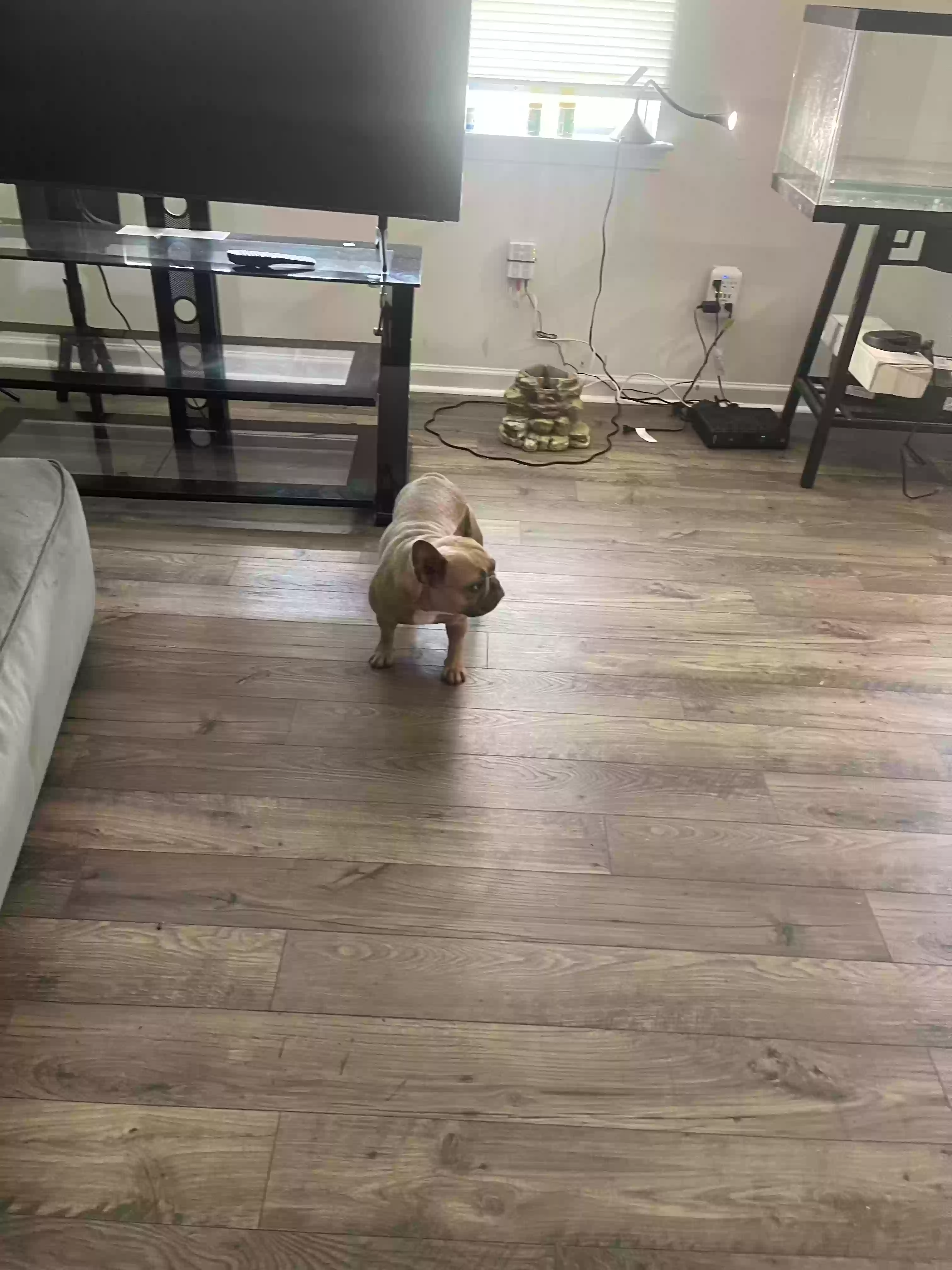 Lost dog in Charlotte, NC, 28215