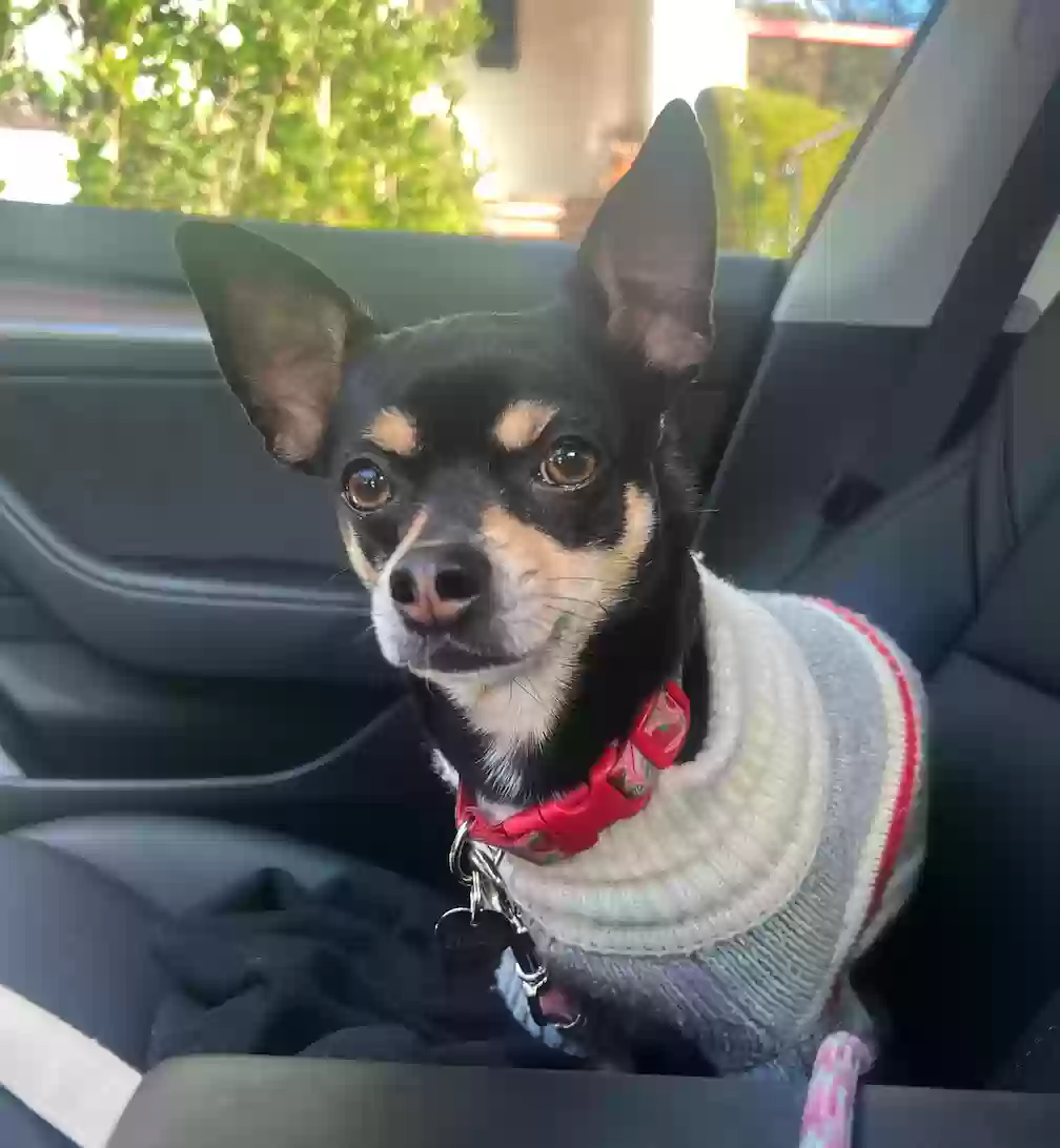 Lost dog in Los Angeles, CA, 90068