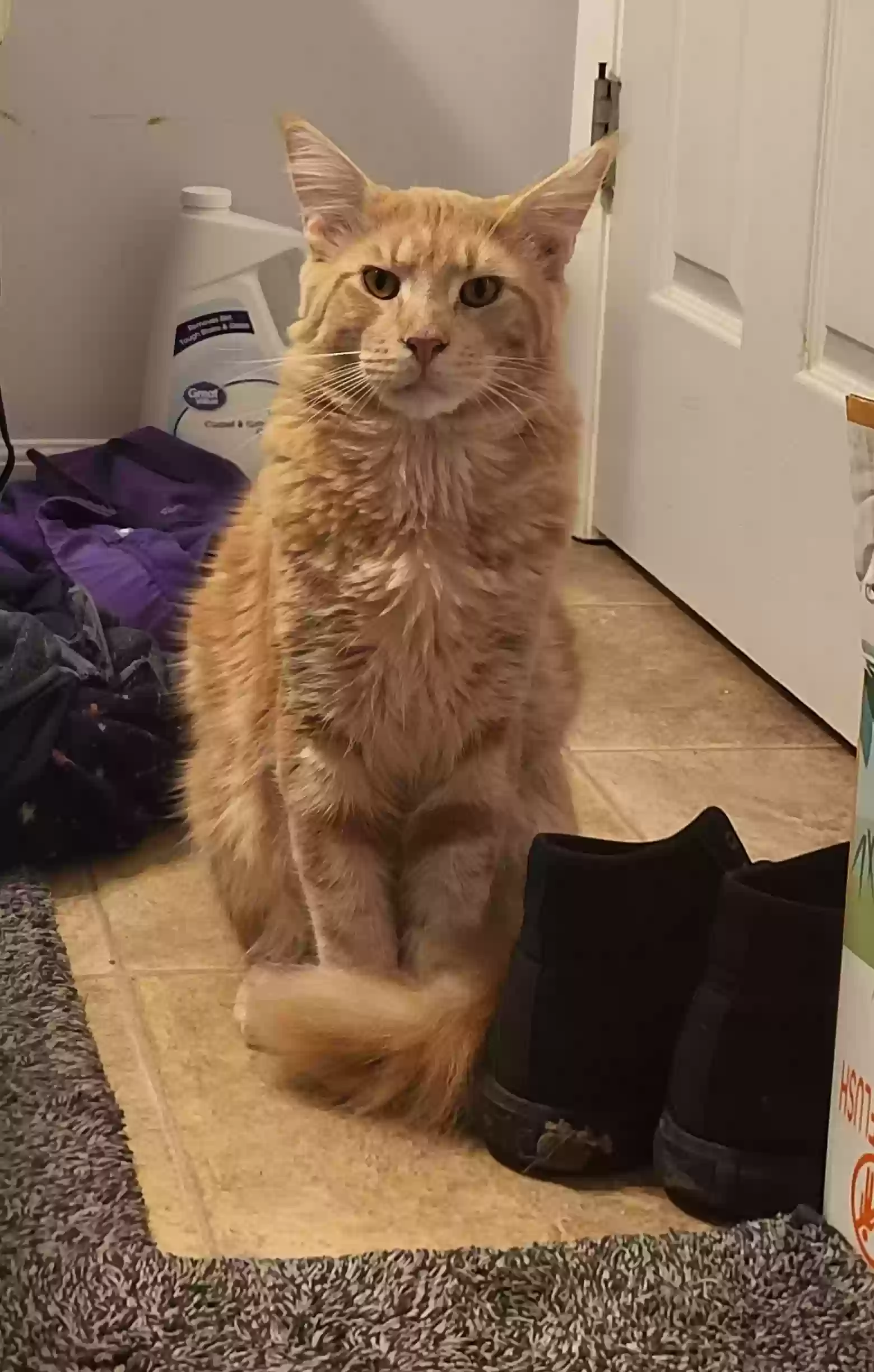 Lost cat in Okeechobee, FL, 34972