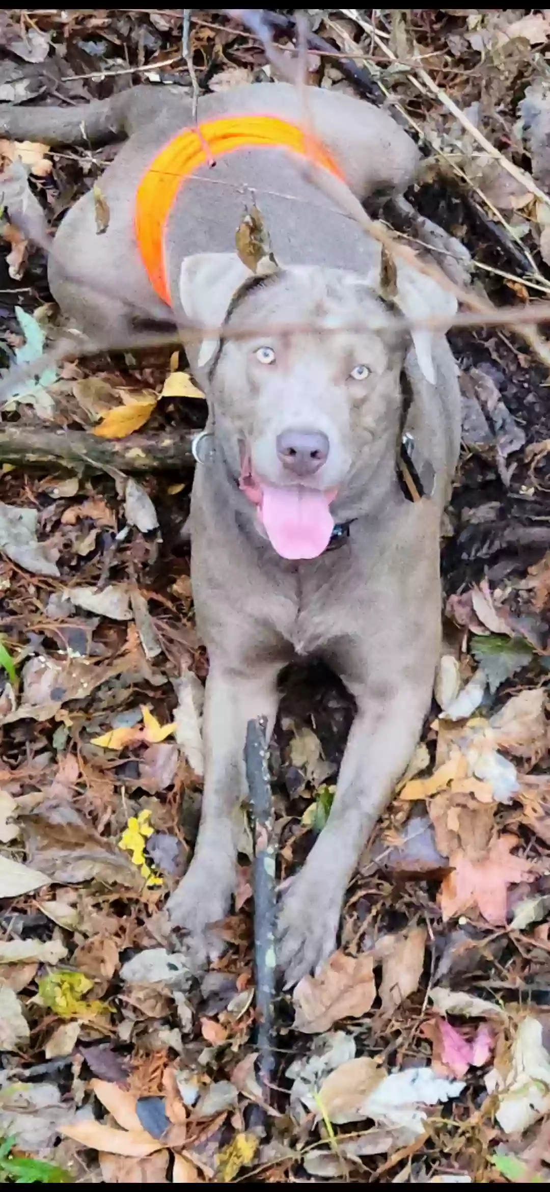 Lost dog in Searcy, AR, 72143