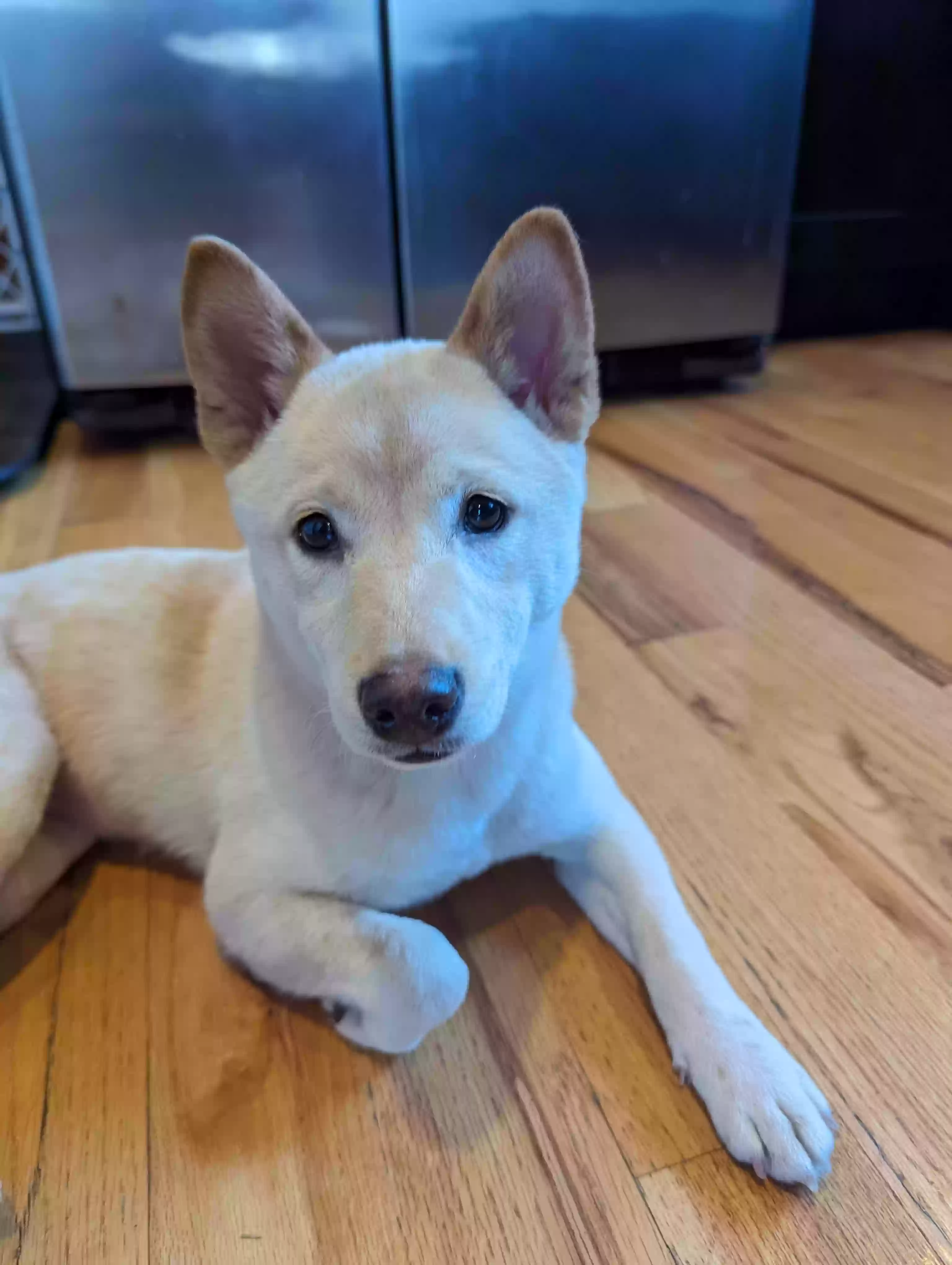 Lost dog in Chicago, IL, 60647