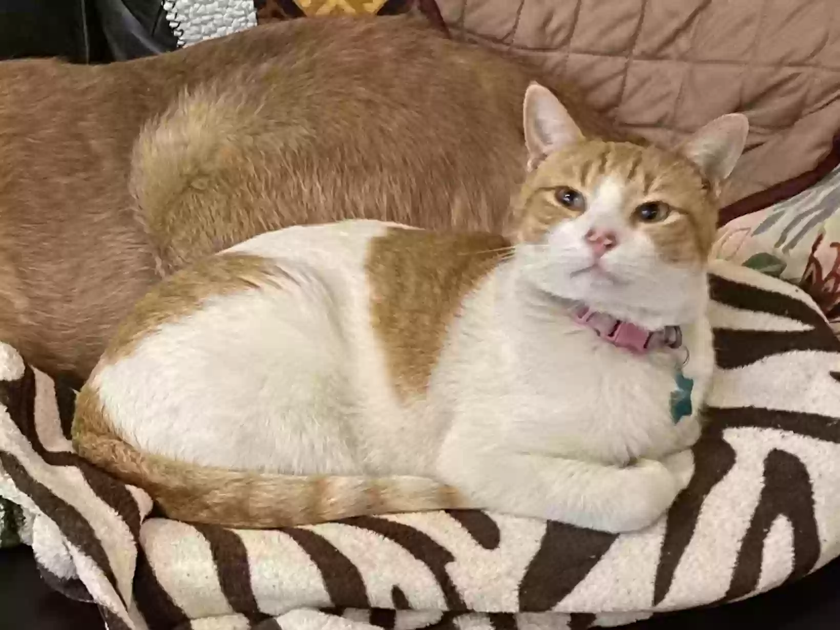Lost cat in Little Rock, AR, 72227