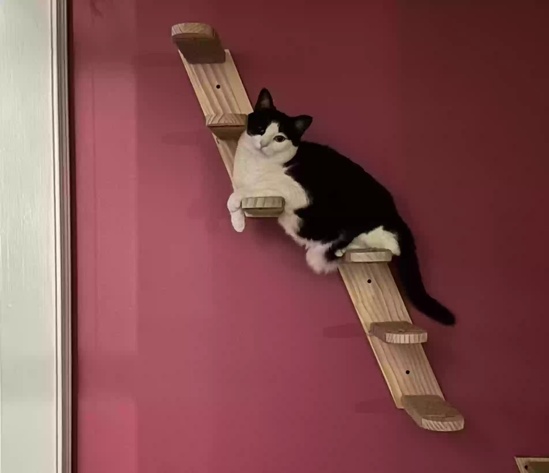 Lost cat in Stockbridge, GA, 30281