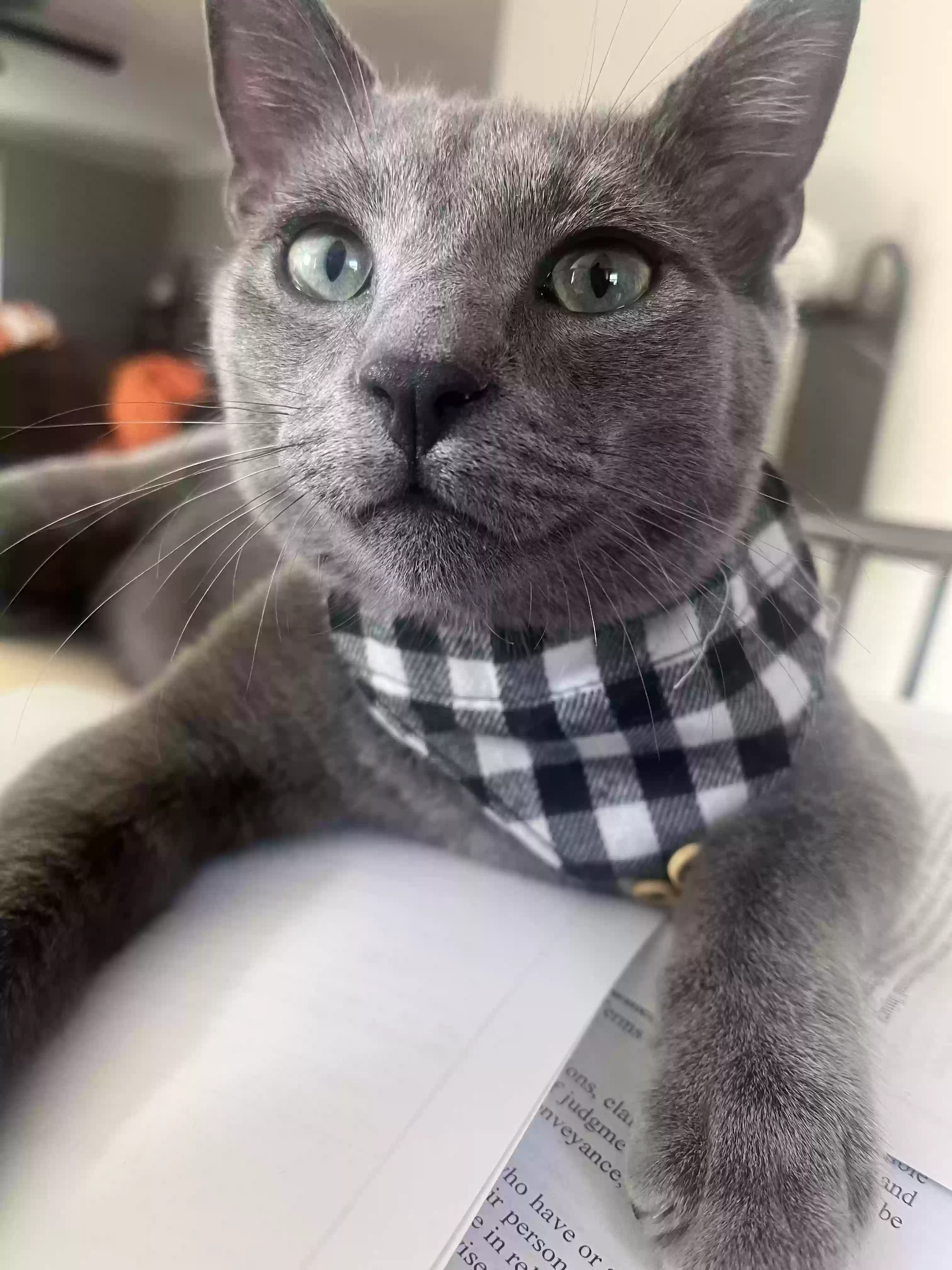 Lost cat in Knoxville, TN, 37917
