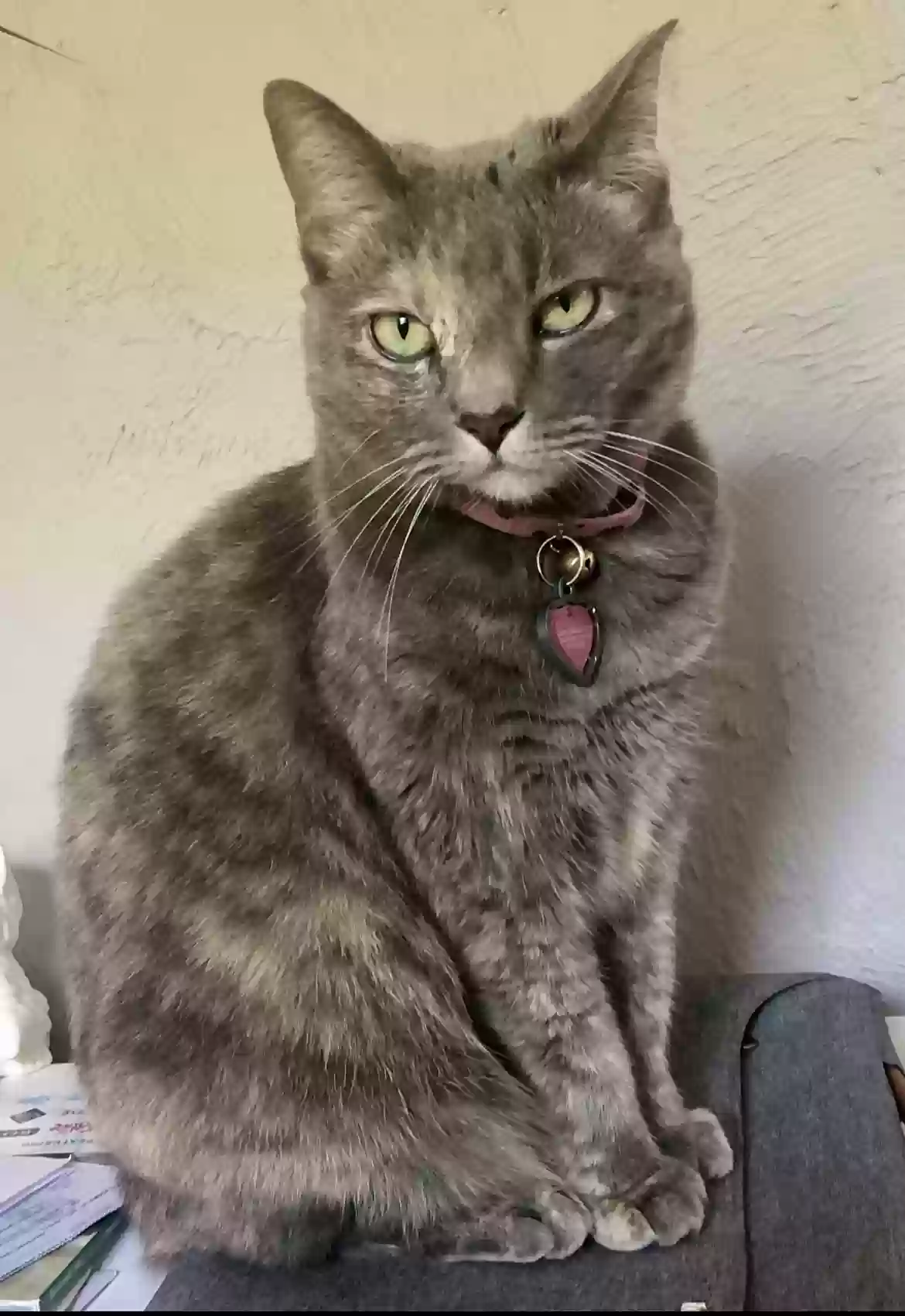 Lost cat in Orlando, FL, 32803