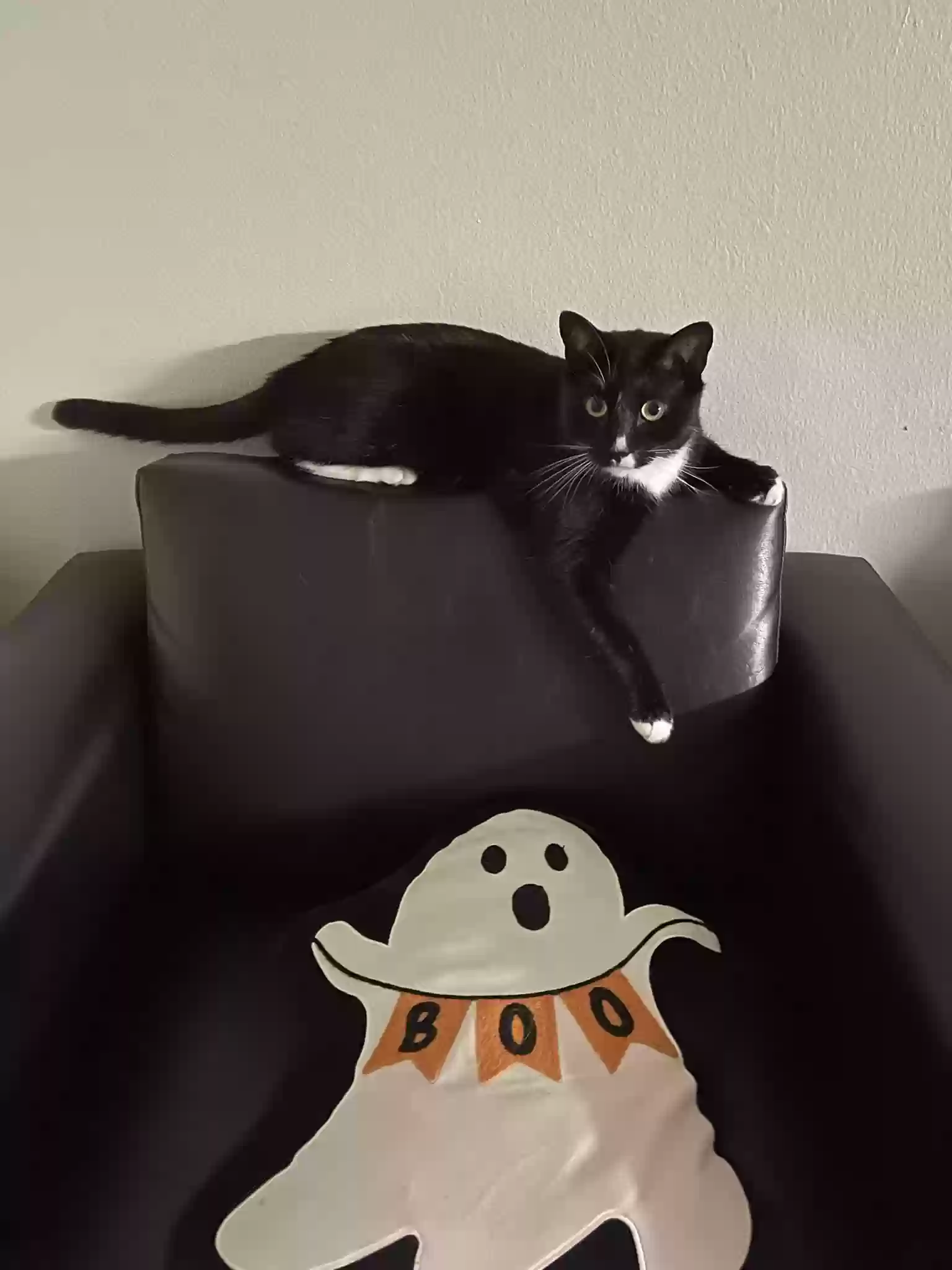 Lost cat in Katy, TX, 77450