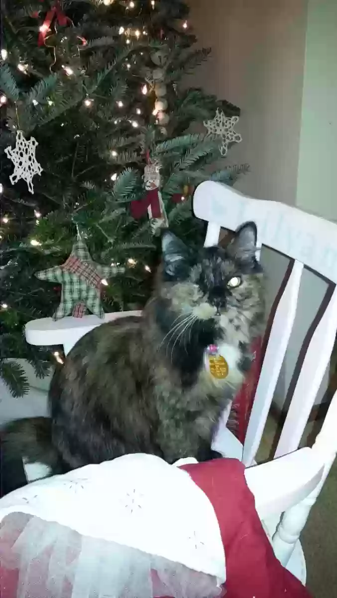 Lost cat in Pittsburgh, PA, 15204