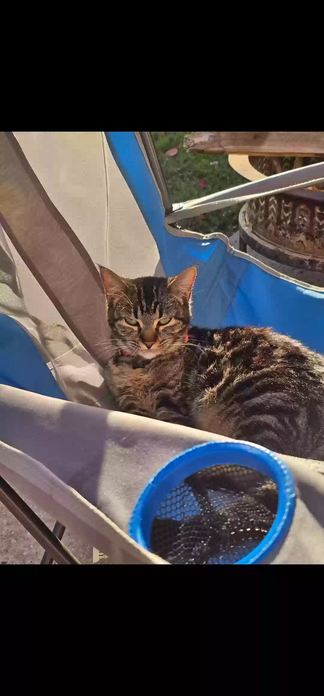Lost cat in Justin, TX, 76247