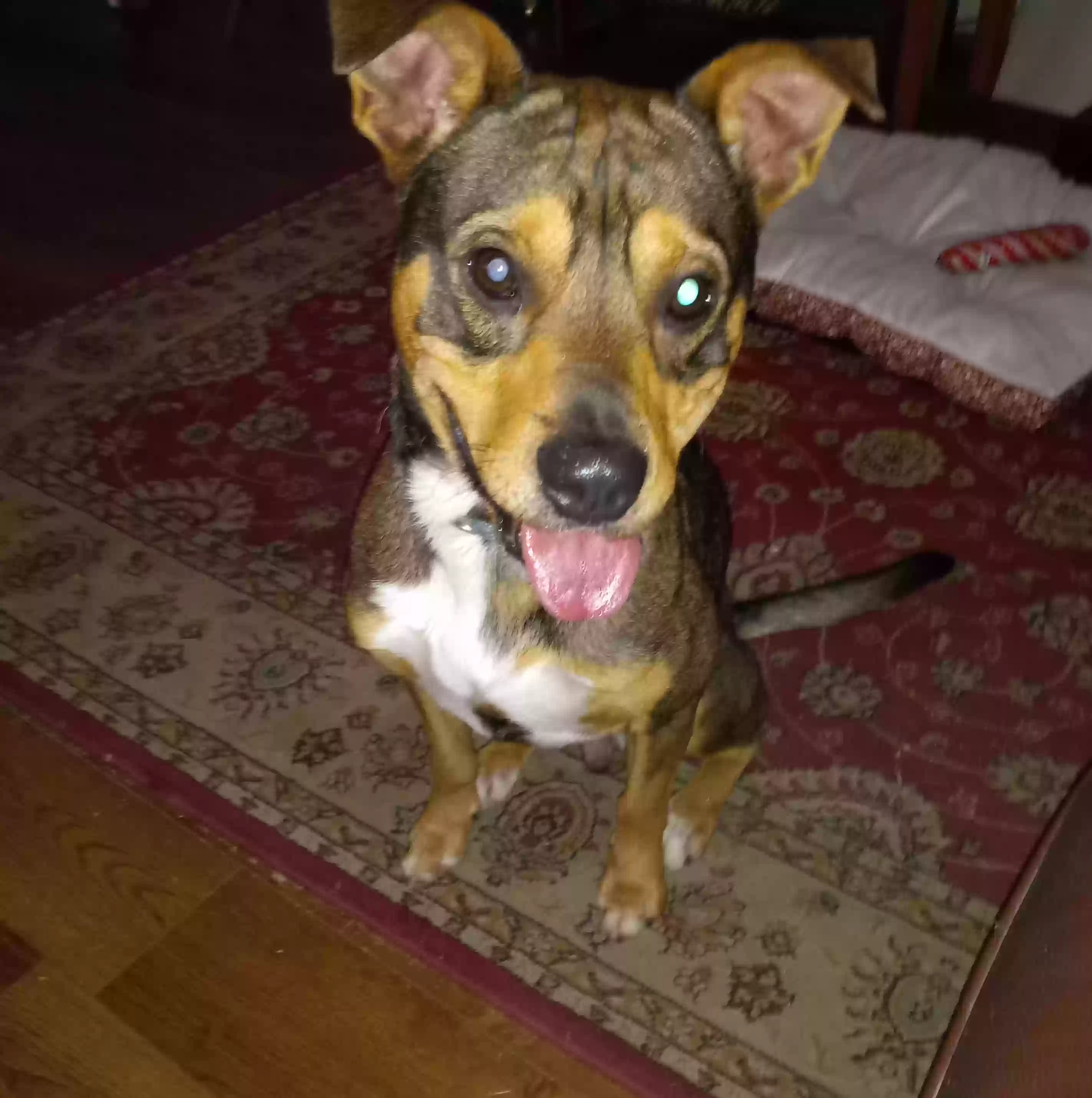 Lost dog in Lillington, NC, 27546