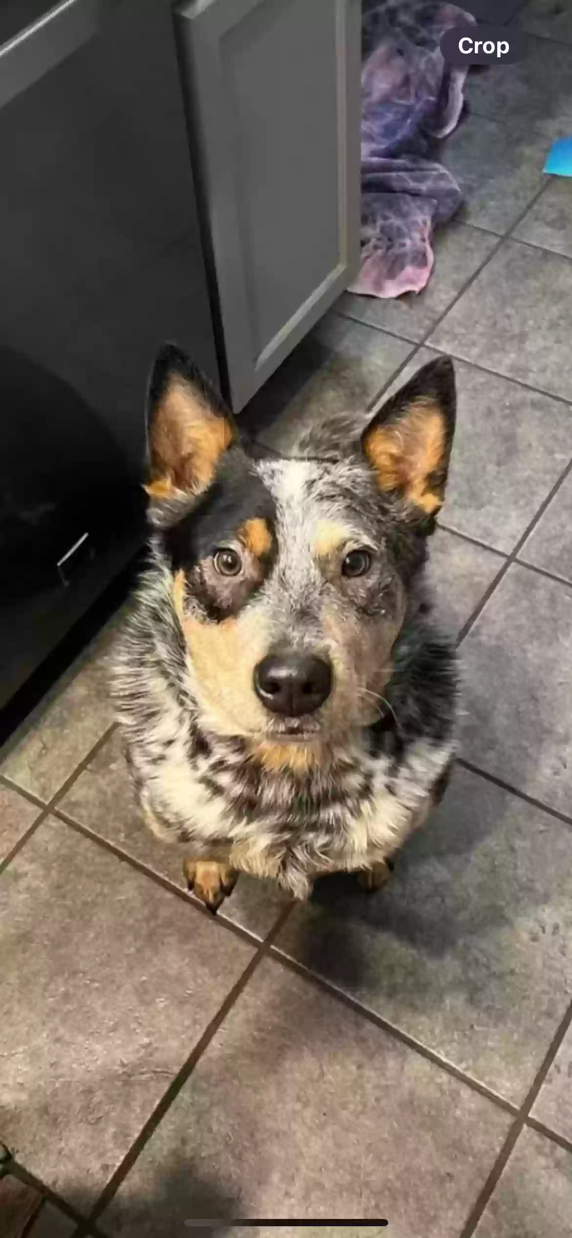 Lost dog in Merrillville, IN, 46410