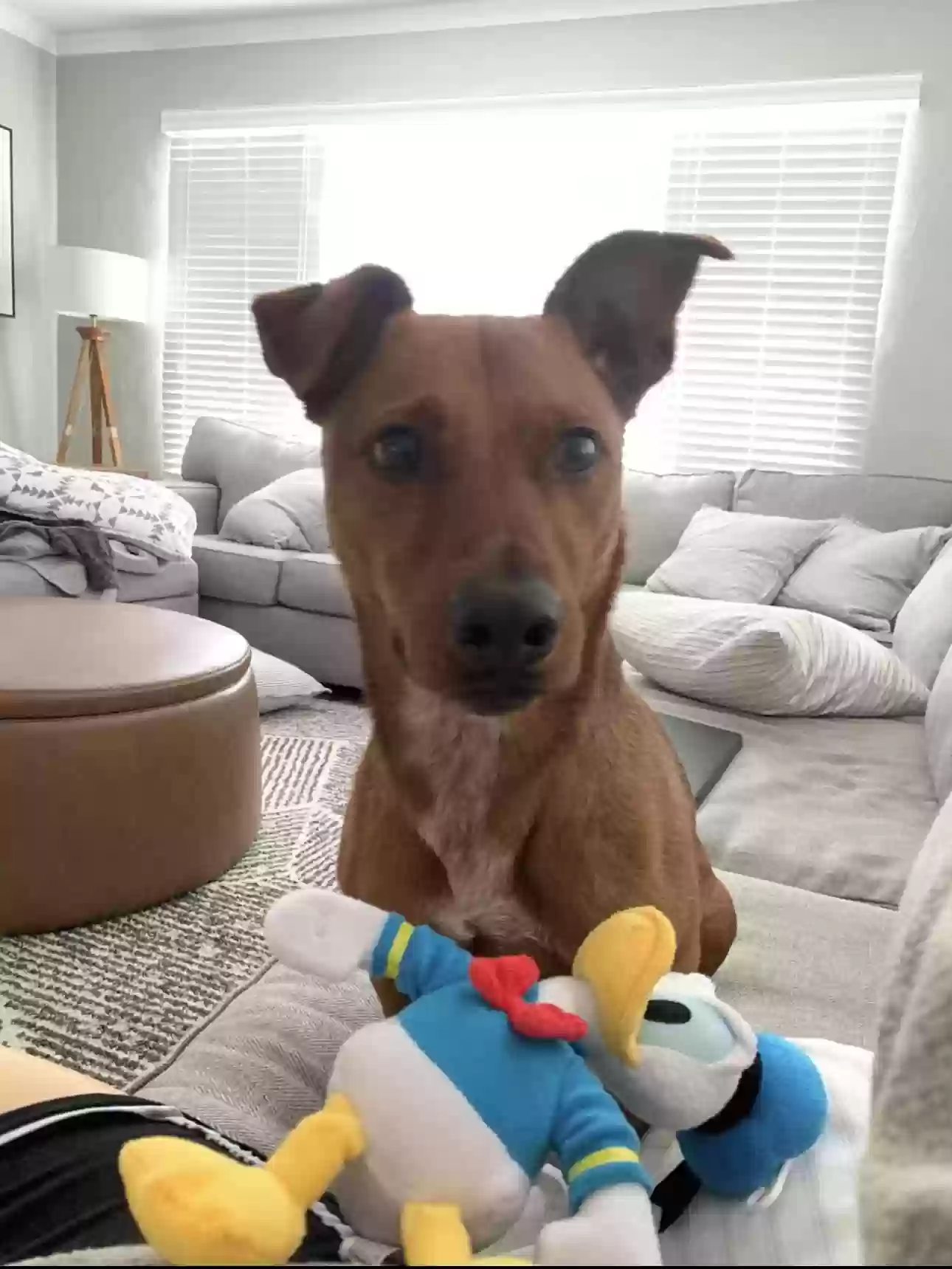 Lost dog in Saint Petersburg, FL, 33702