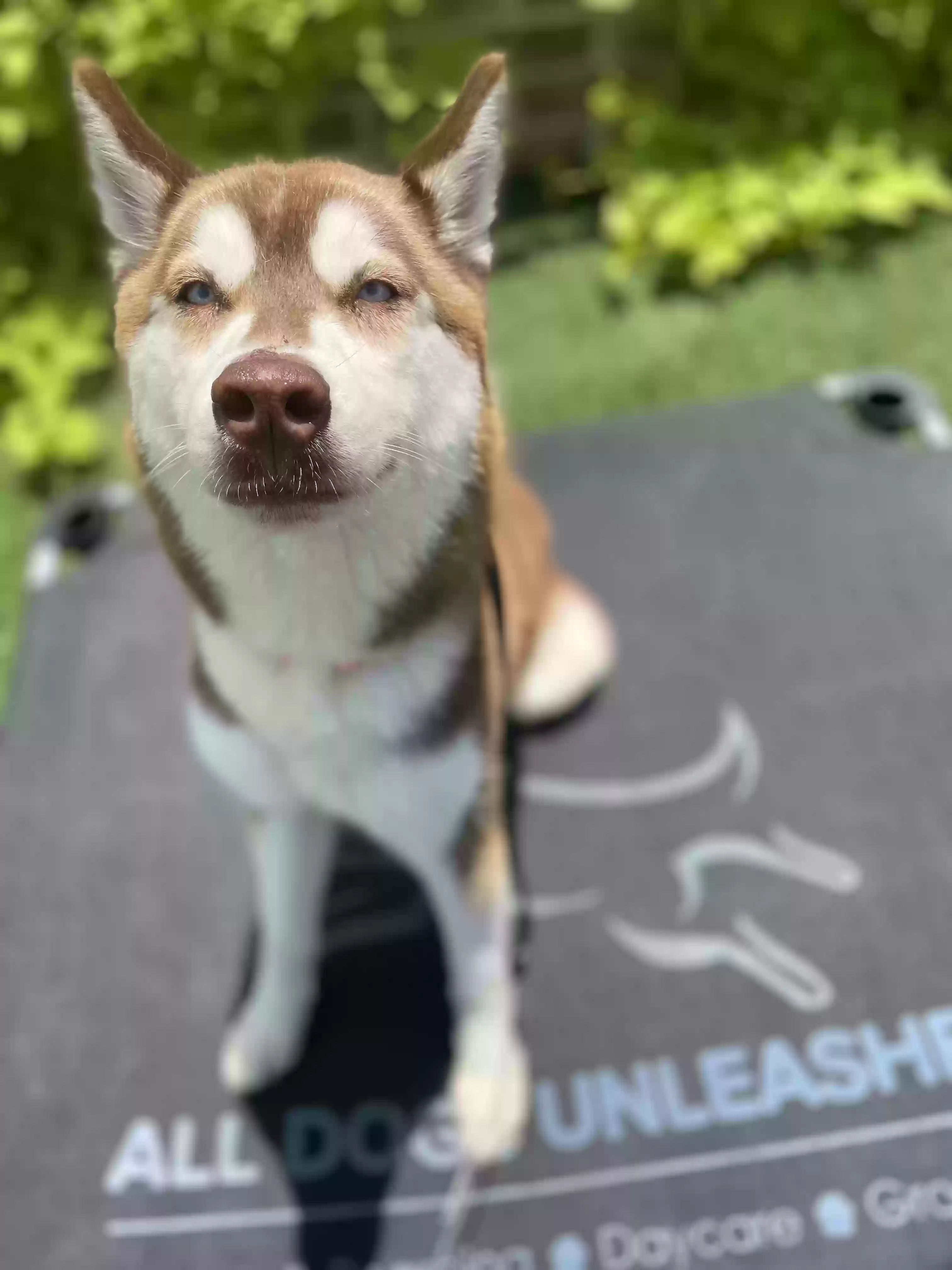 Lost dog in Arlington, TX, 76001