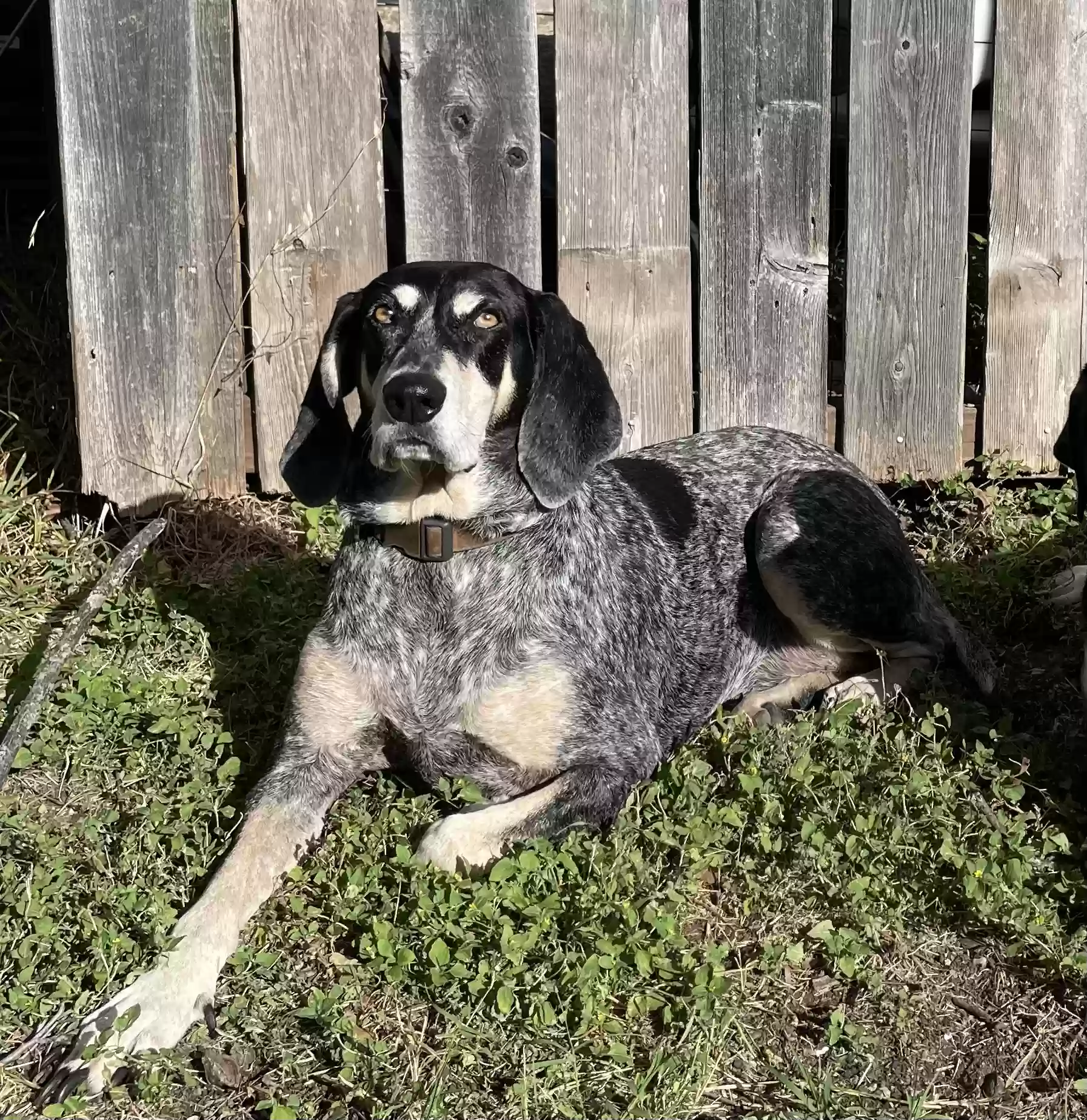 Lost dog in Waco, TX, 76708
