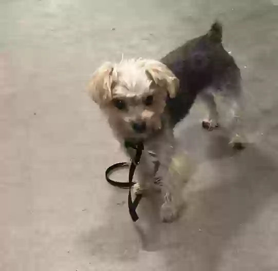 Lost dog in Orlando, FL, 32818