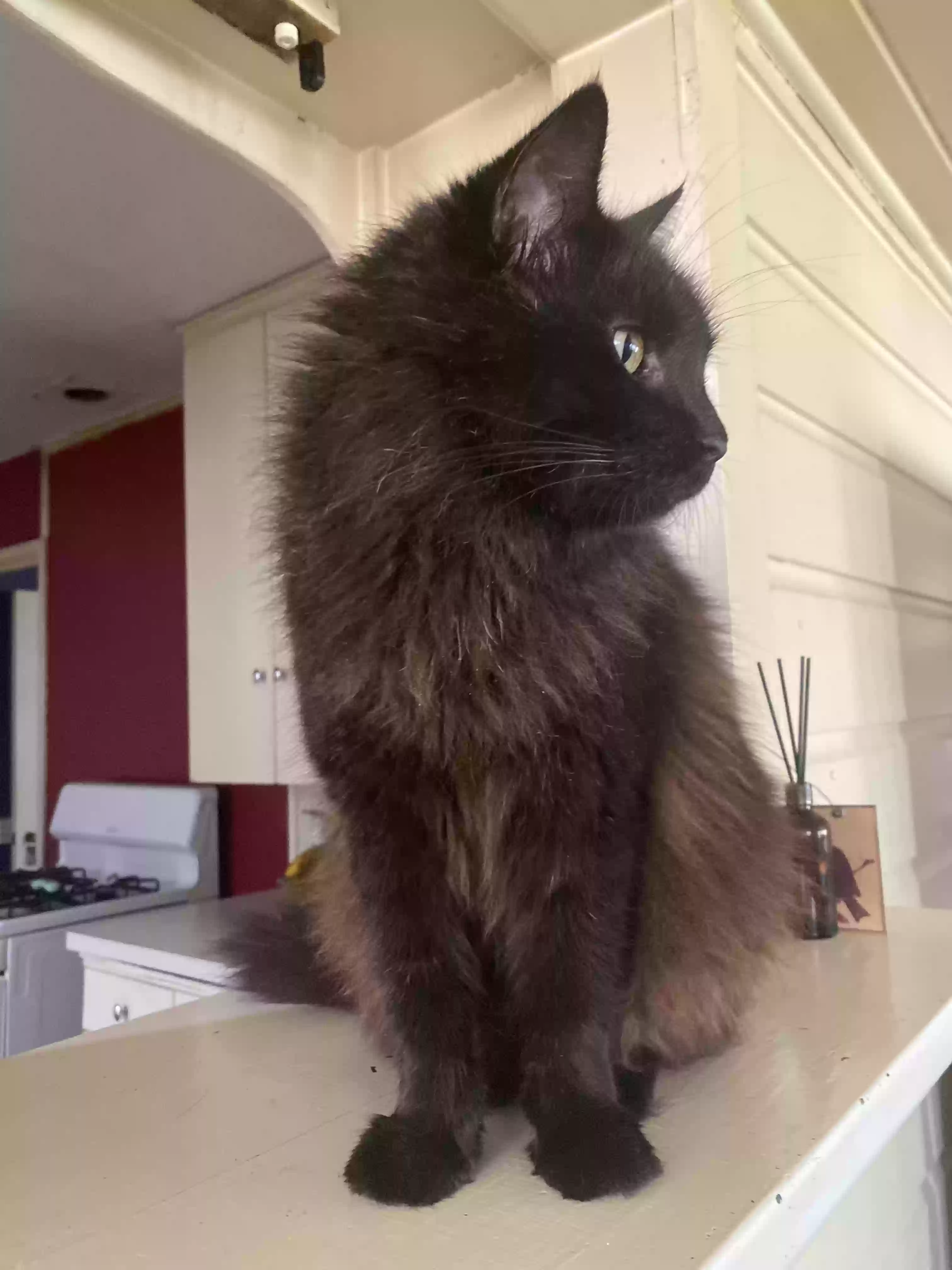 Lost cat in Waco, TX, 76708