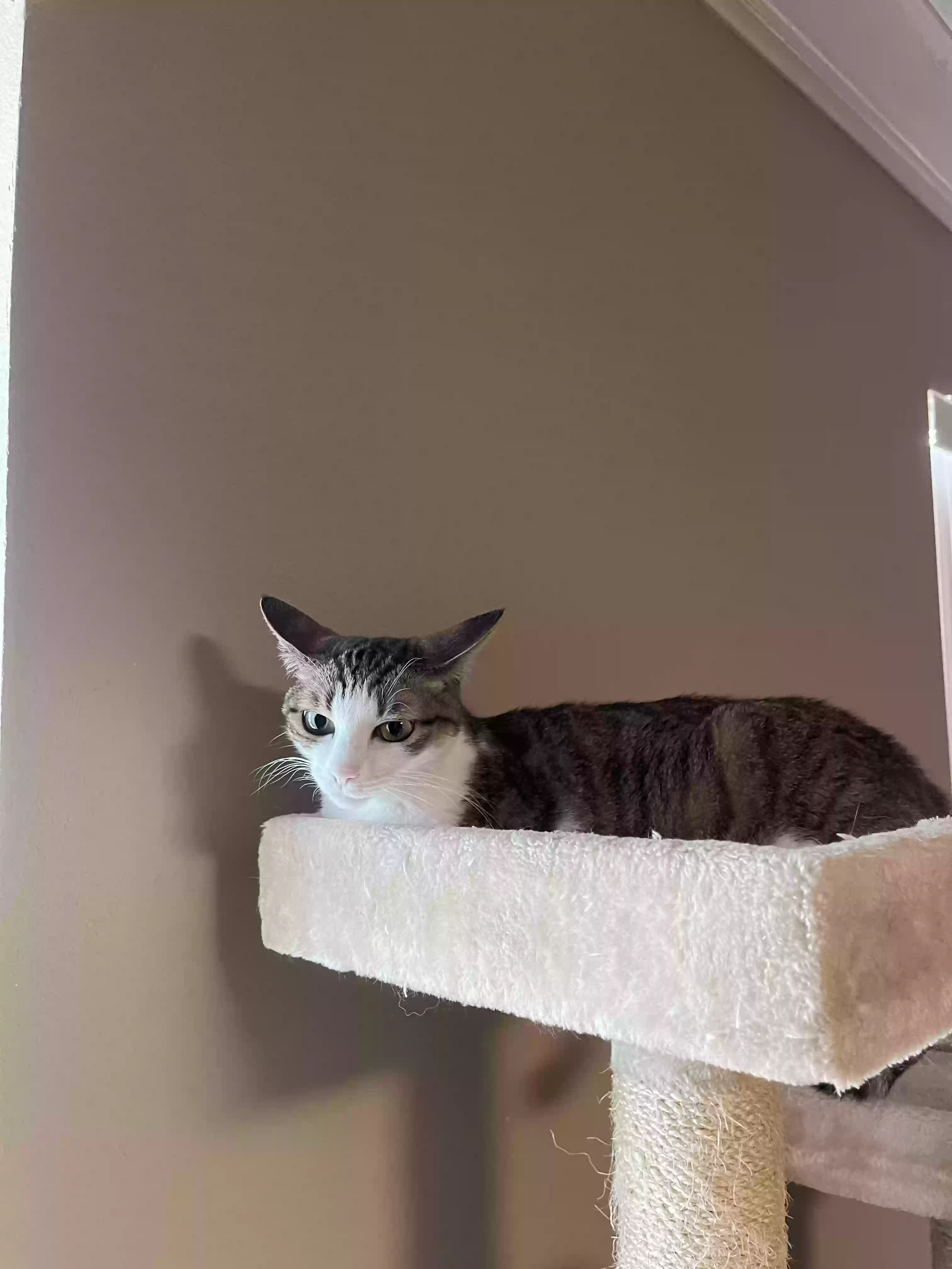 Lost cat in Port Orange, FL, 32128
