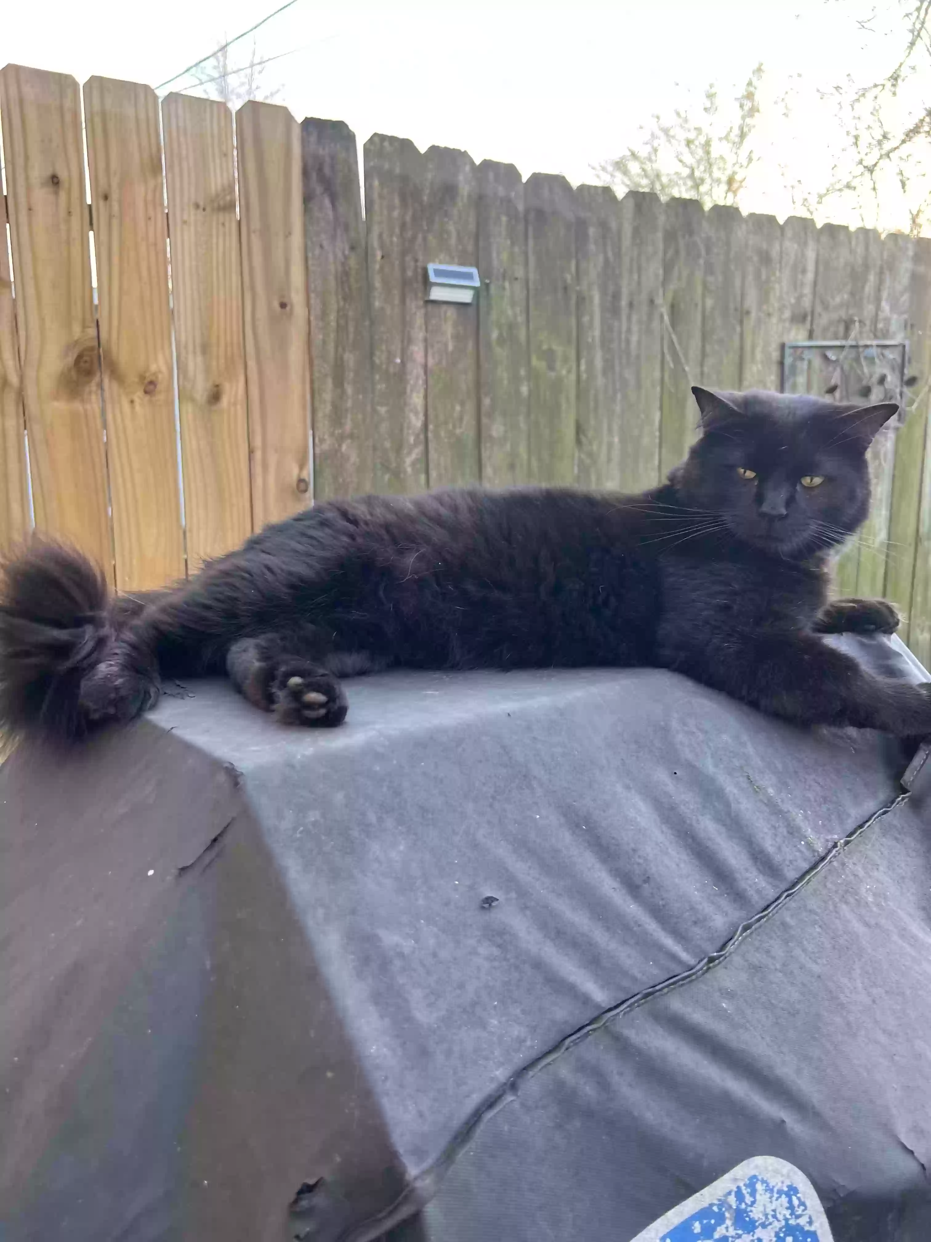 Lost cat in Pasadena, TX, 77503