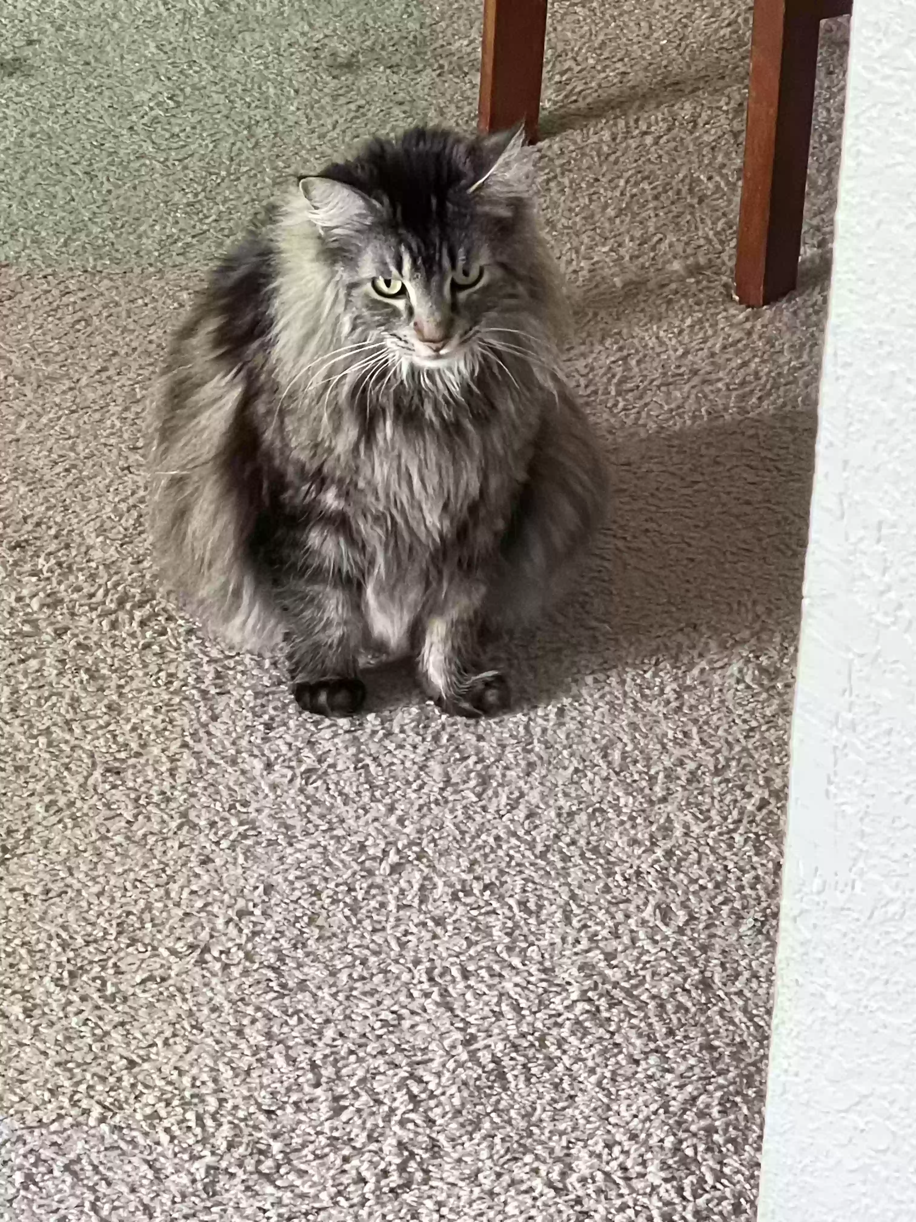 Lost cat in Mesa, AZ, 85202