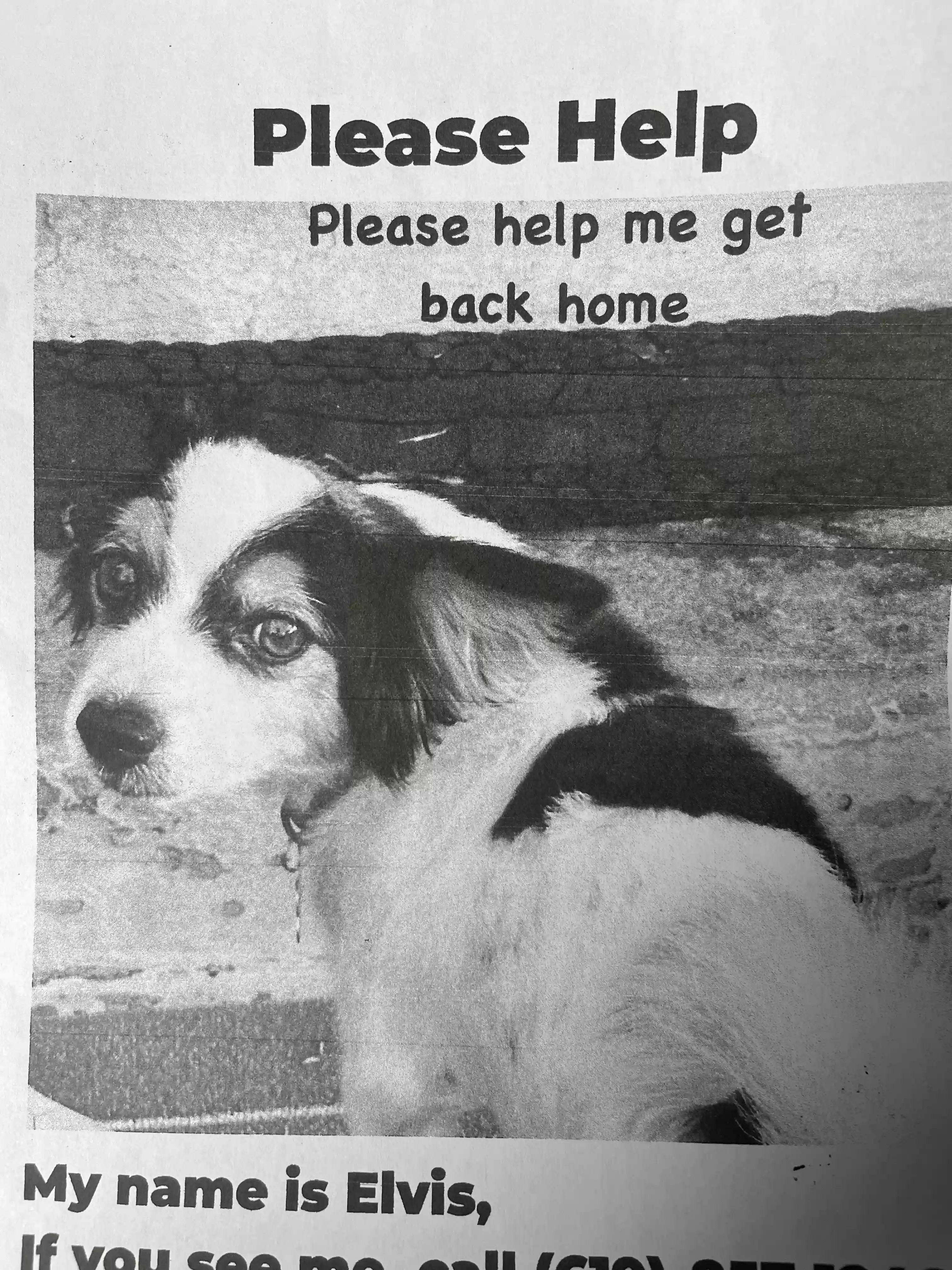 Lost dog in El Cajon, CA, 92021