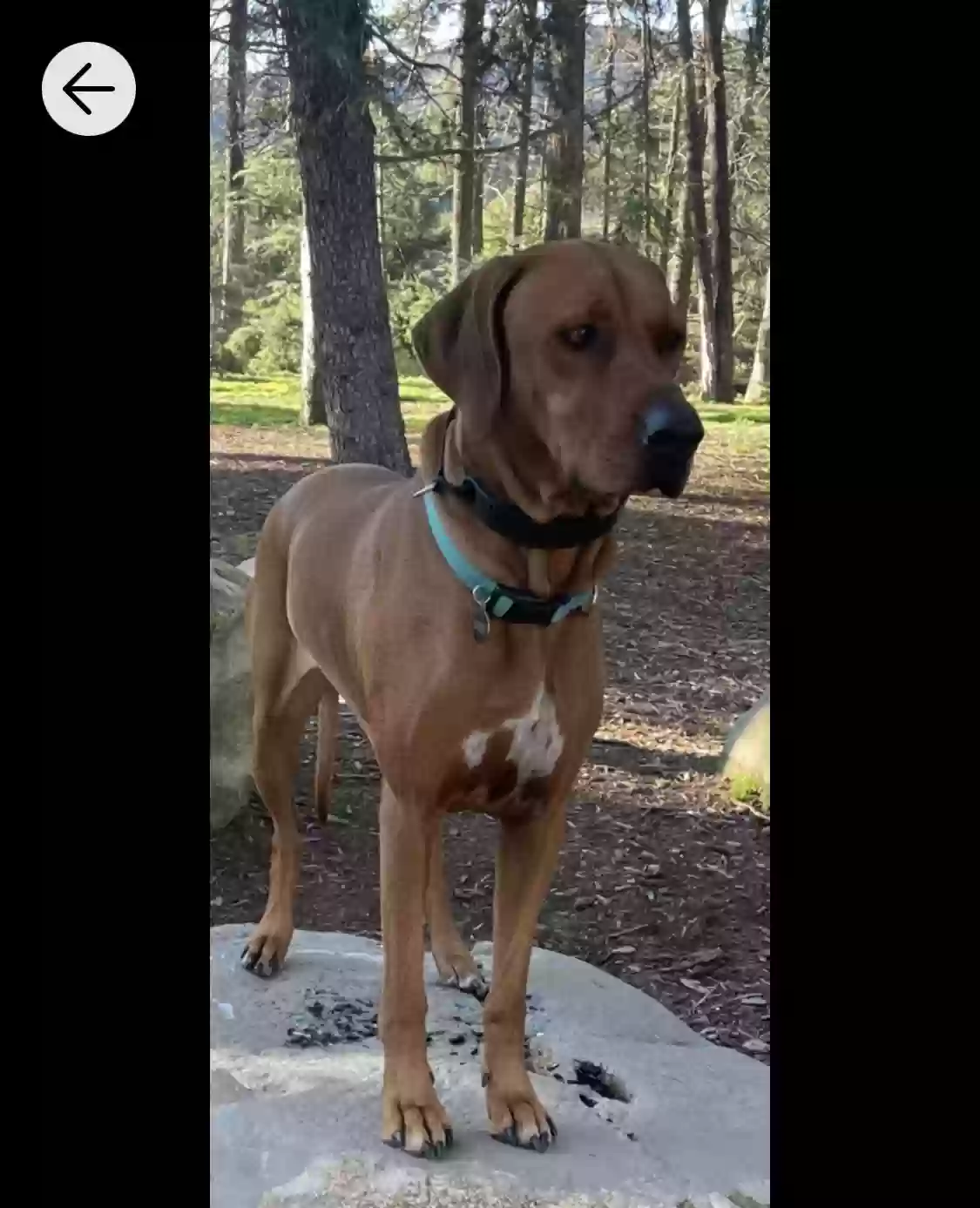 Lost dog in Los Angeles, CA, 90027