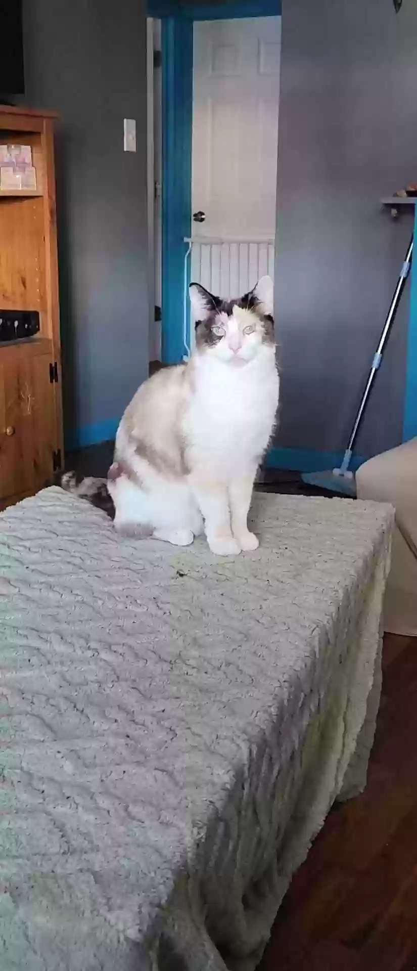 Lost cat in Akron, OH, 44312