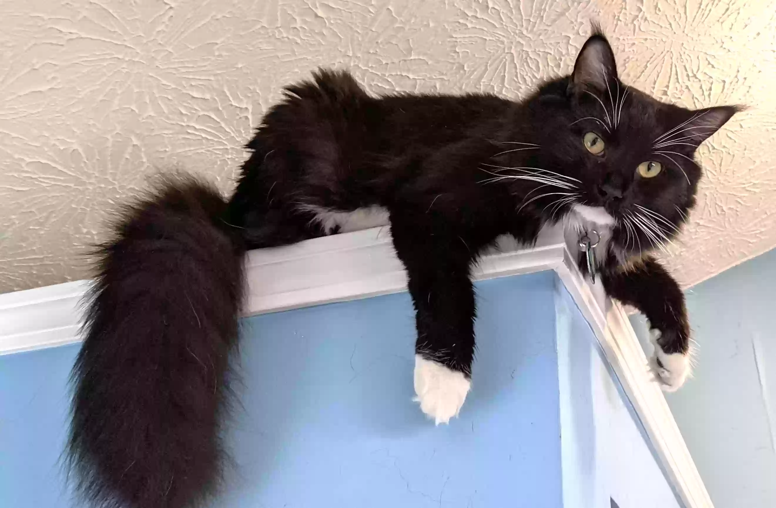 Lost cat in Woodstock, GA, 30189