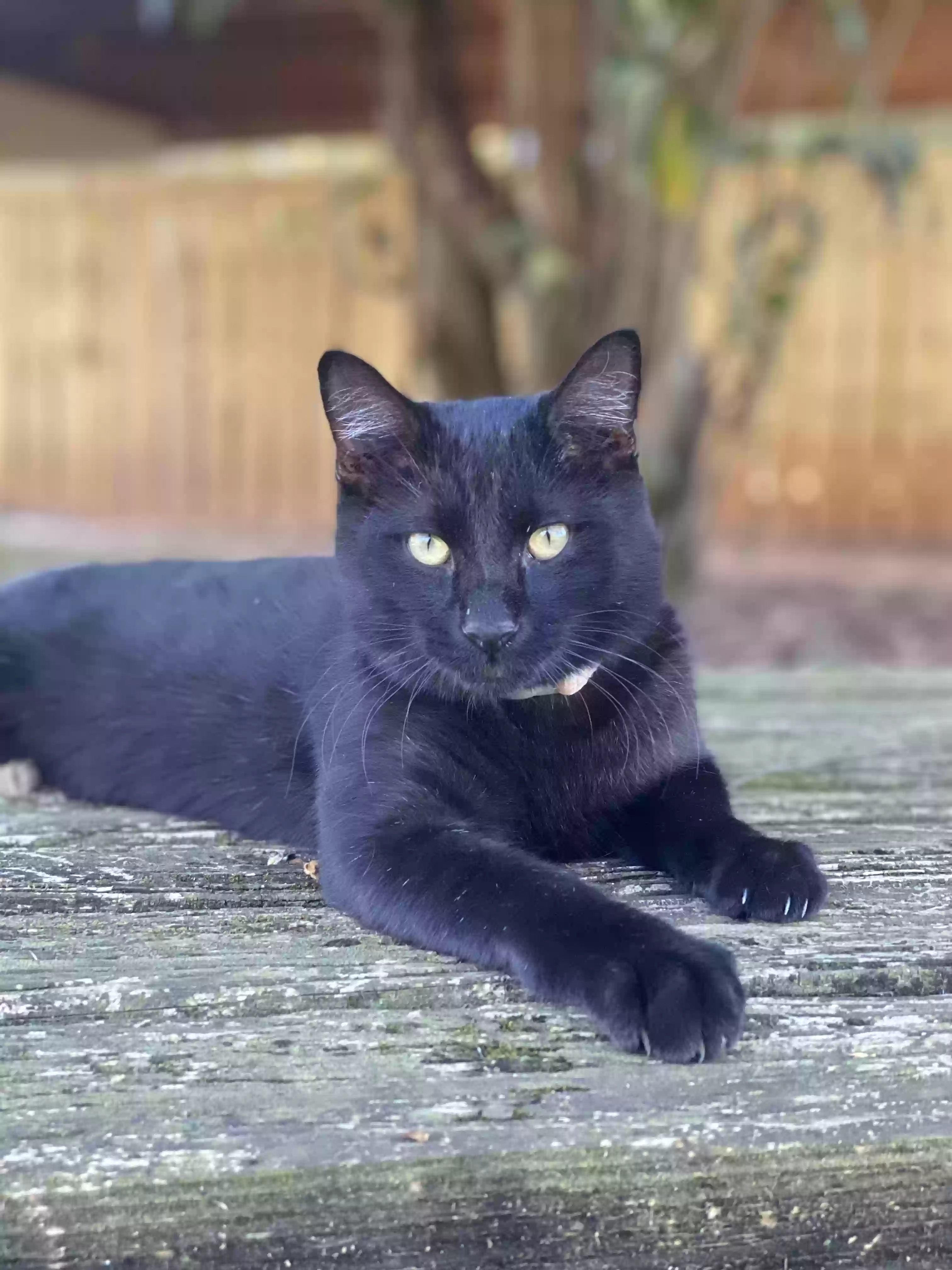 Lost cat in Robertsdale, AL, 36567