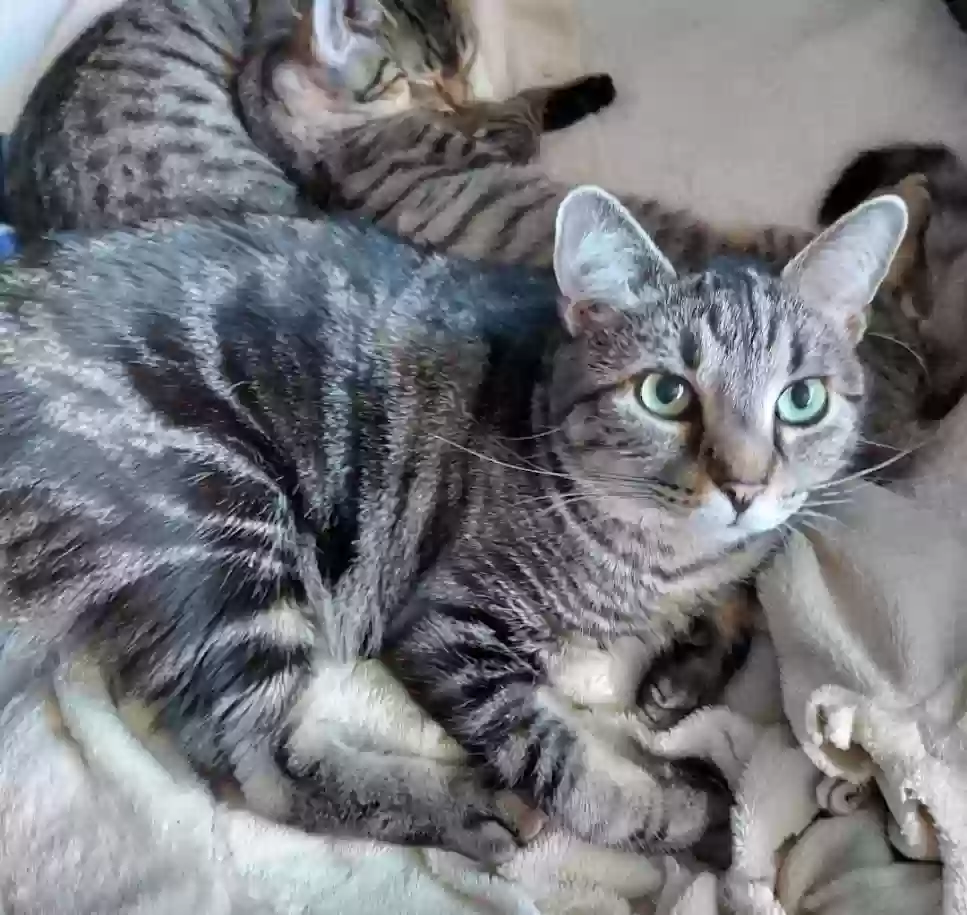 Lost cat in North Palm Beach, FL, 33408
