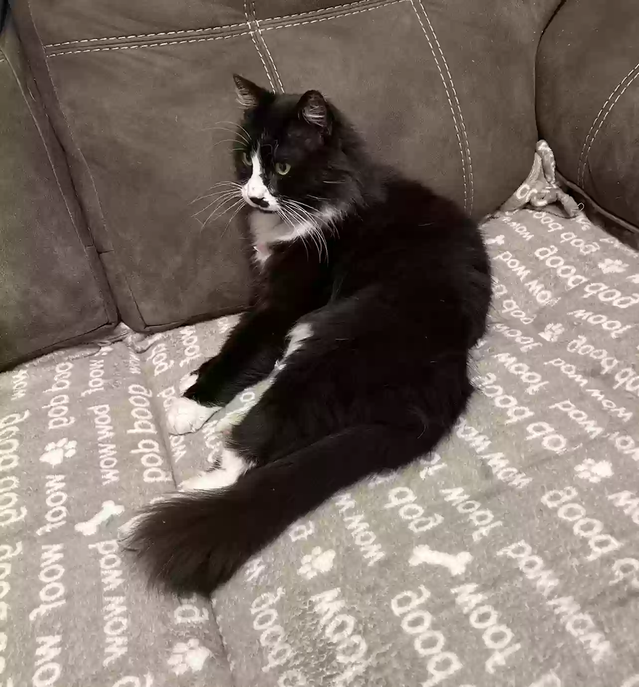 Lost cat in Montgomery, TX, 77356