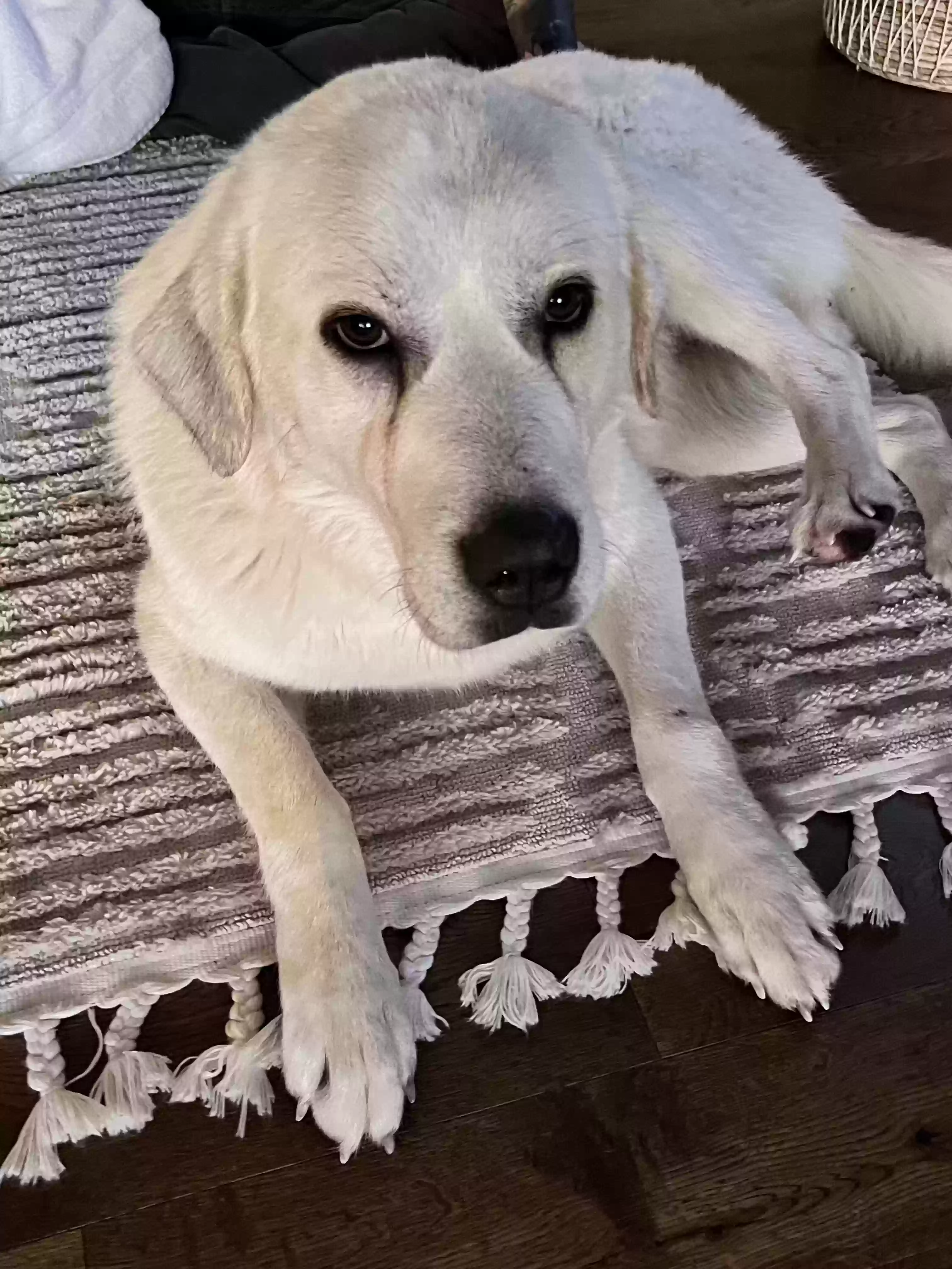 Found dog in Springfield, KY, 40069