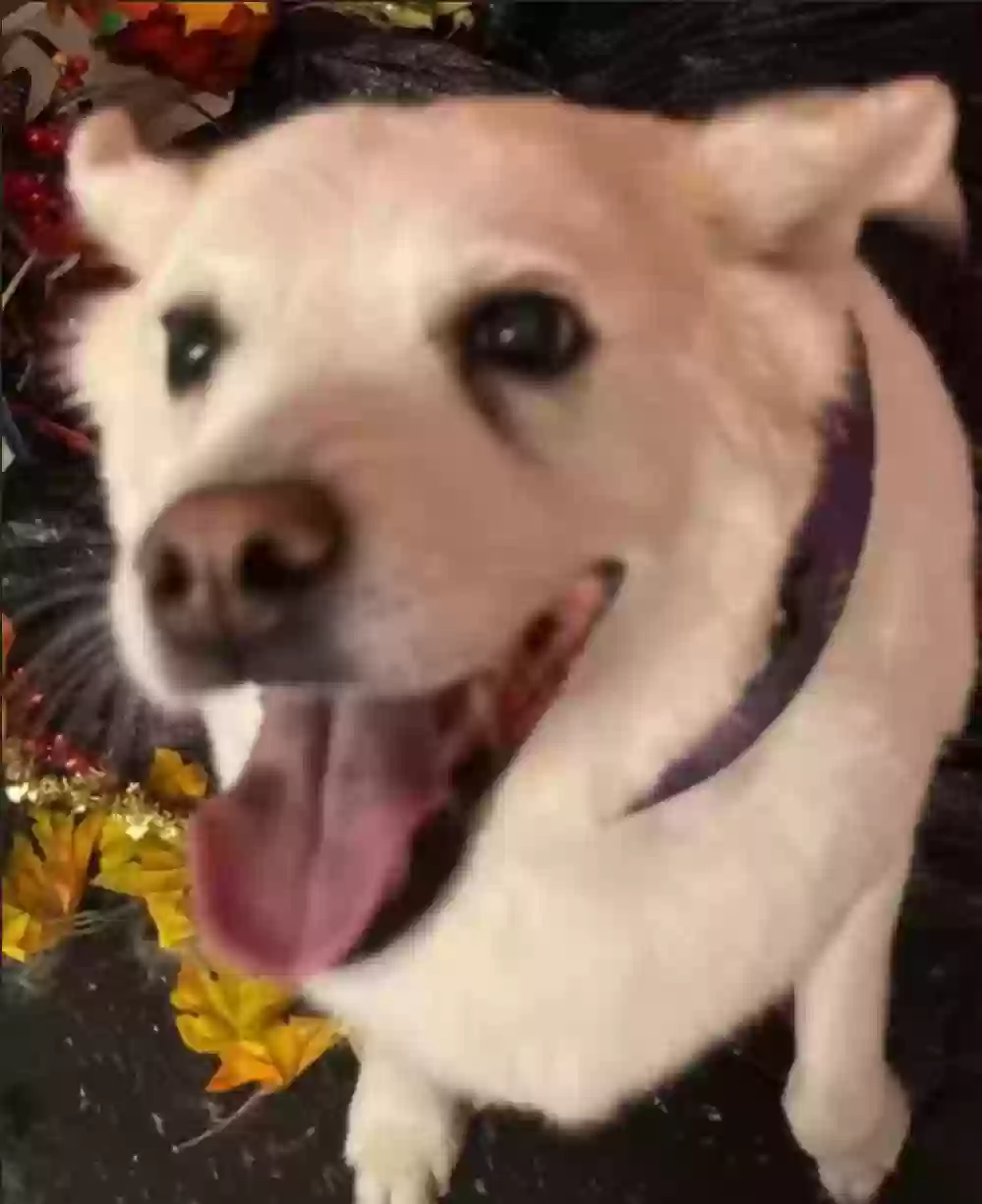 Lost dog in Canton, OH, 44705