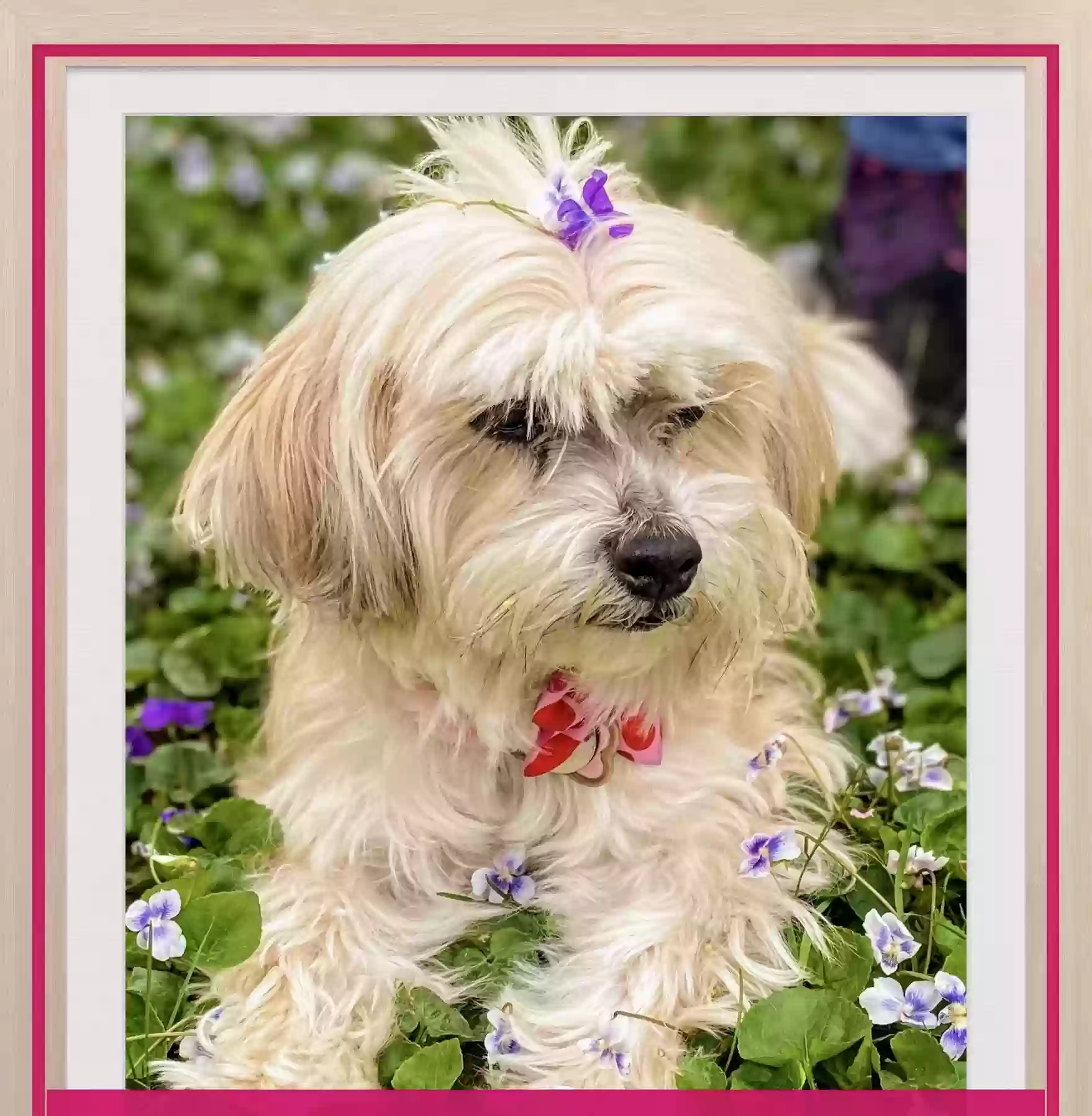 Lost dog in Fairfax, VA, 22033