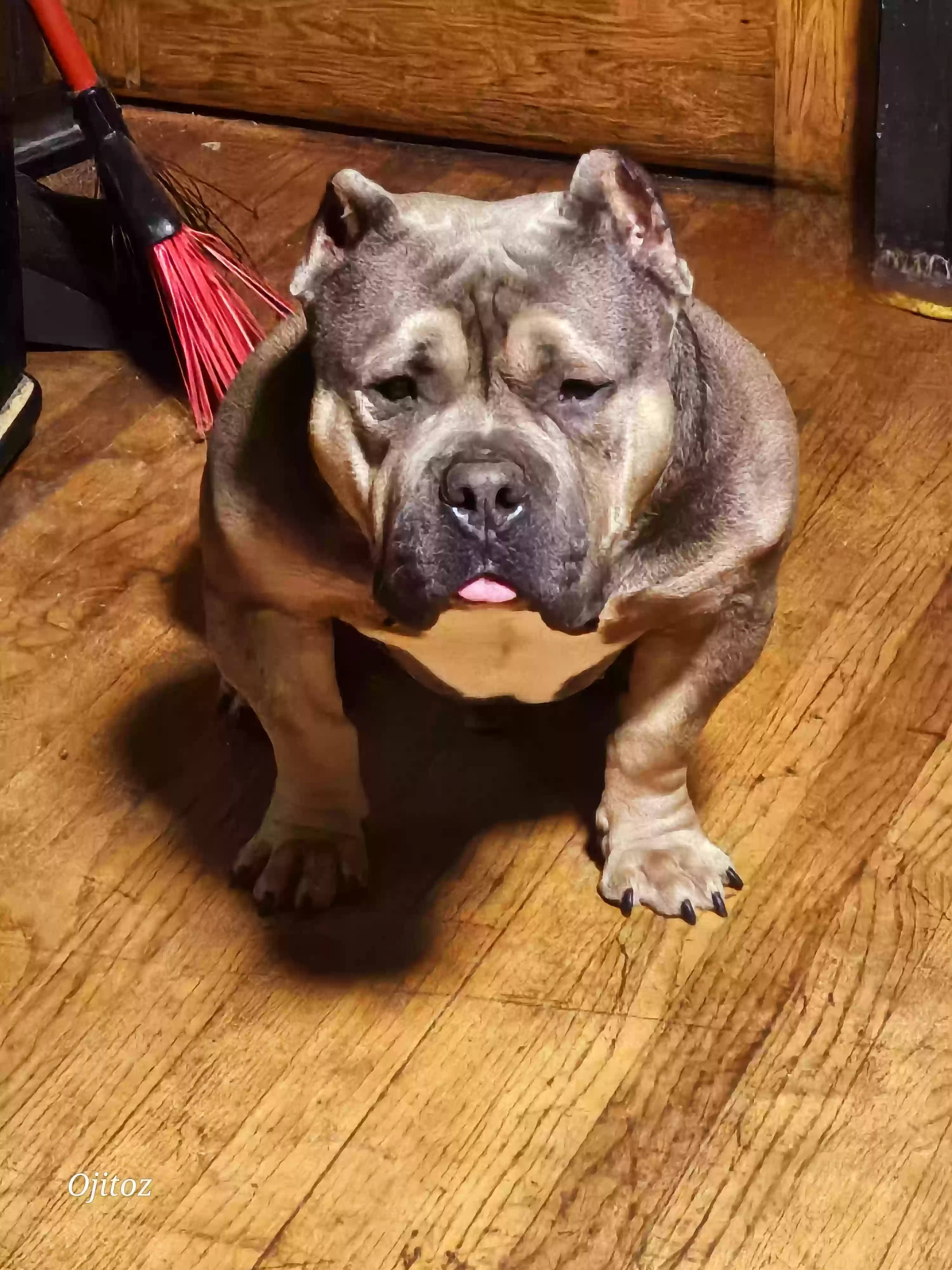 Lost dog in Harvey, IL, 60426