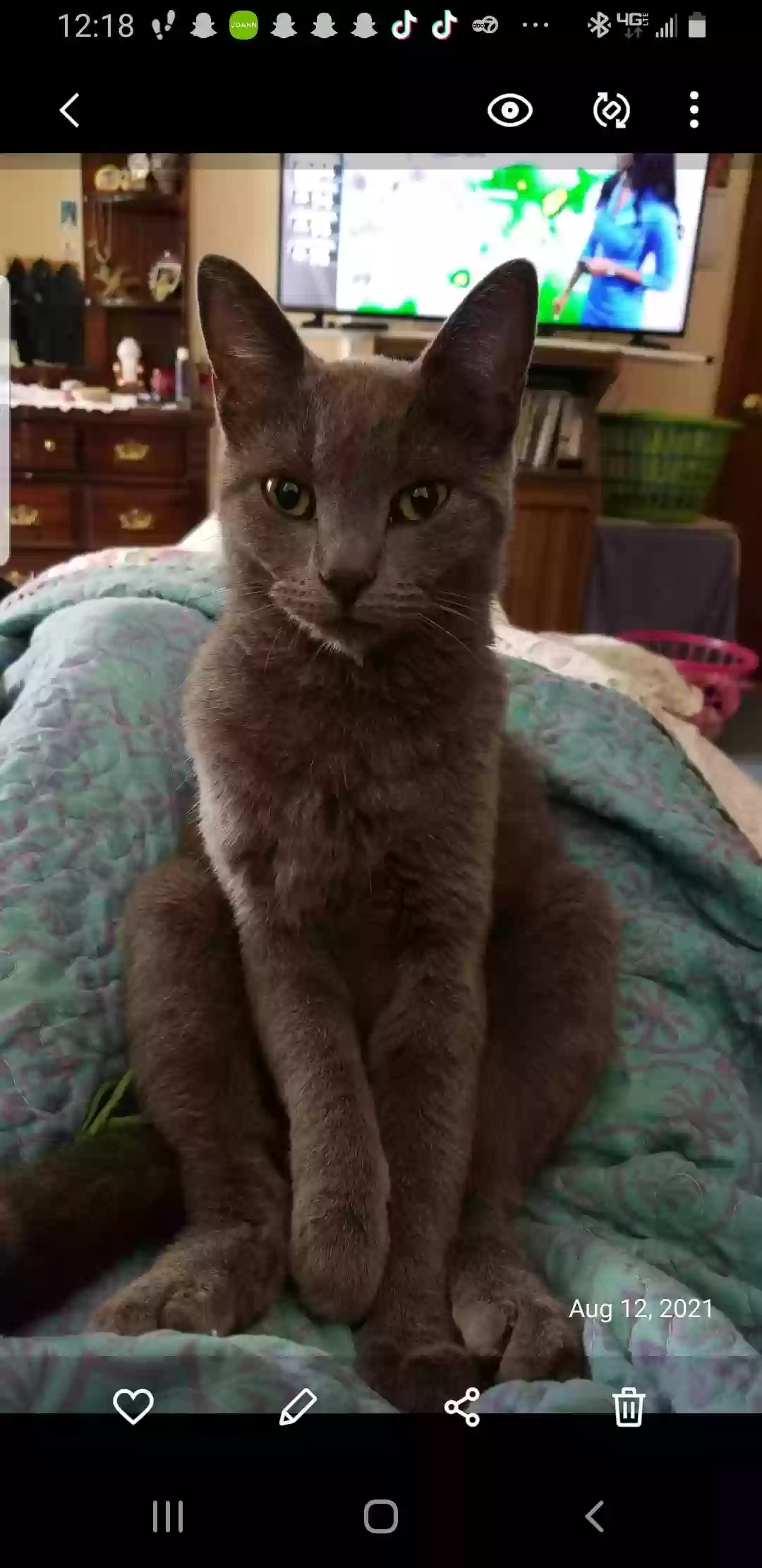 Lost cat in El Paso, TX, 79936