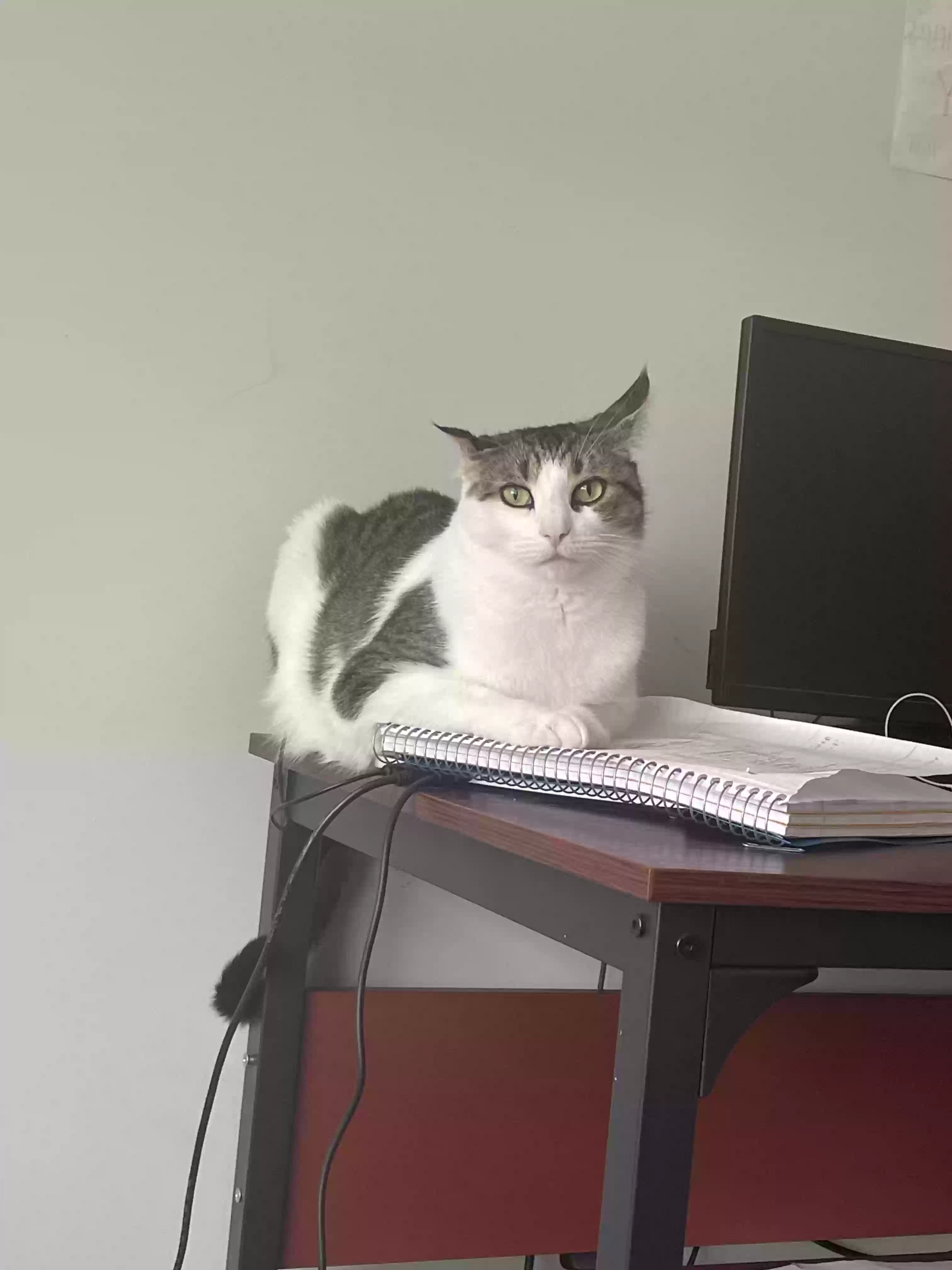 Lost cat in New Windsor, MD, 21776