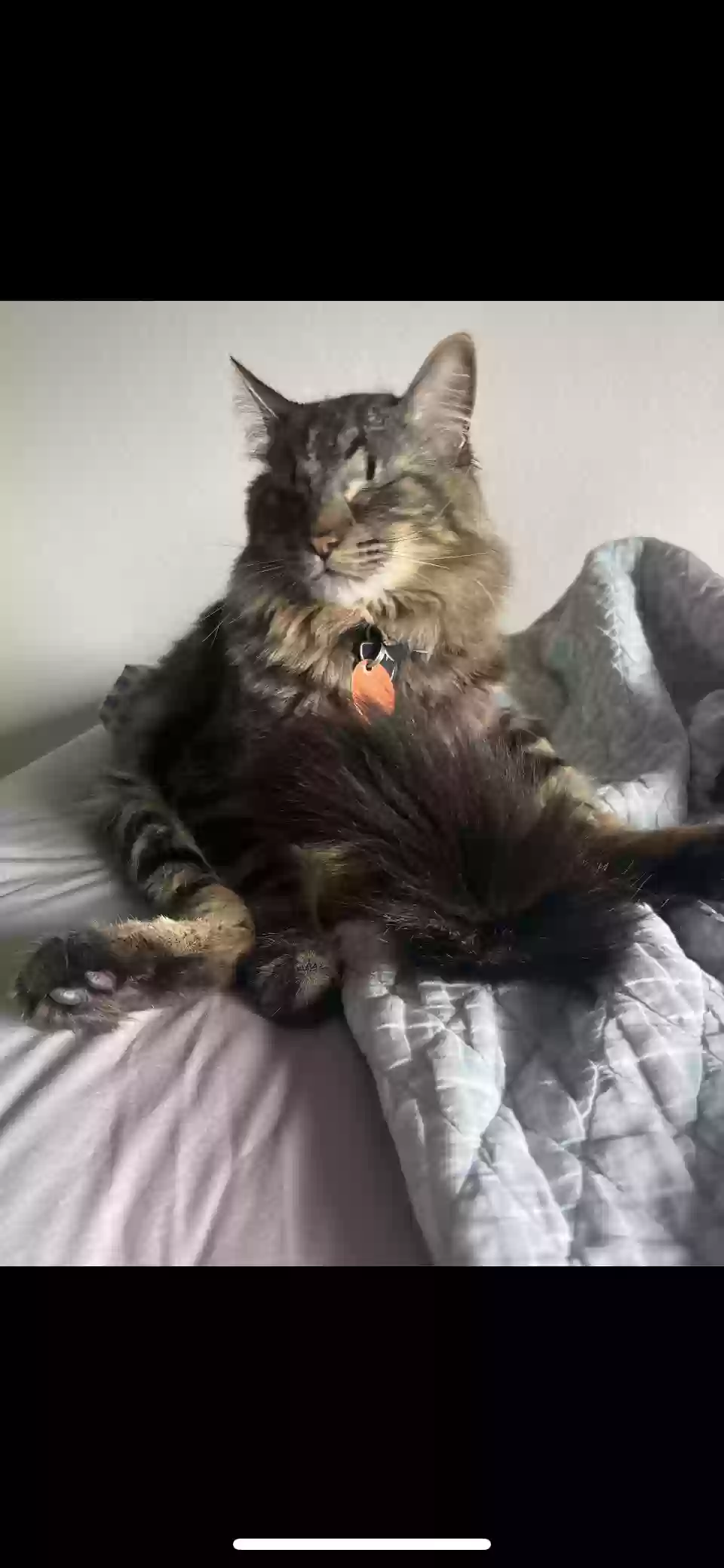Lost cat in Katy, TX, 77449
