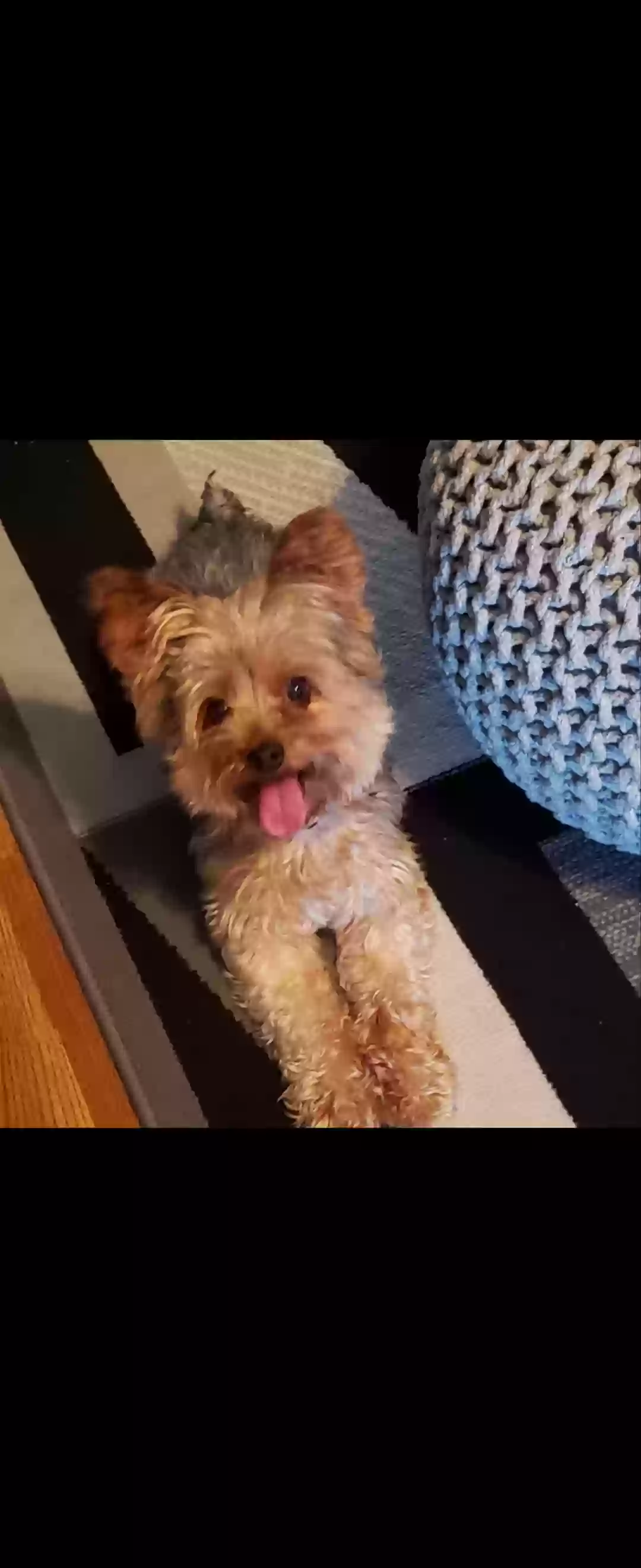 Lost dog in Cordova, TN, 38016