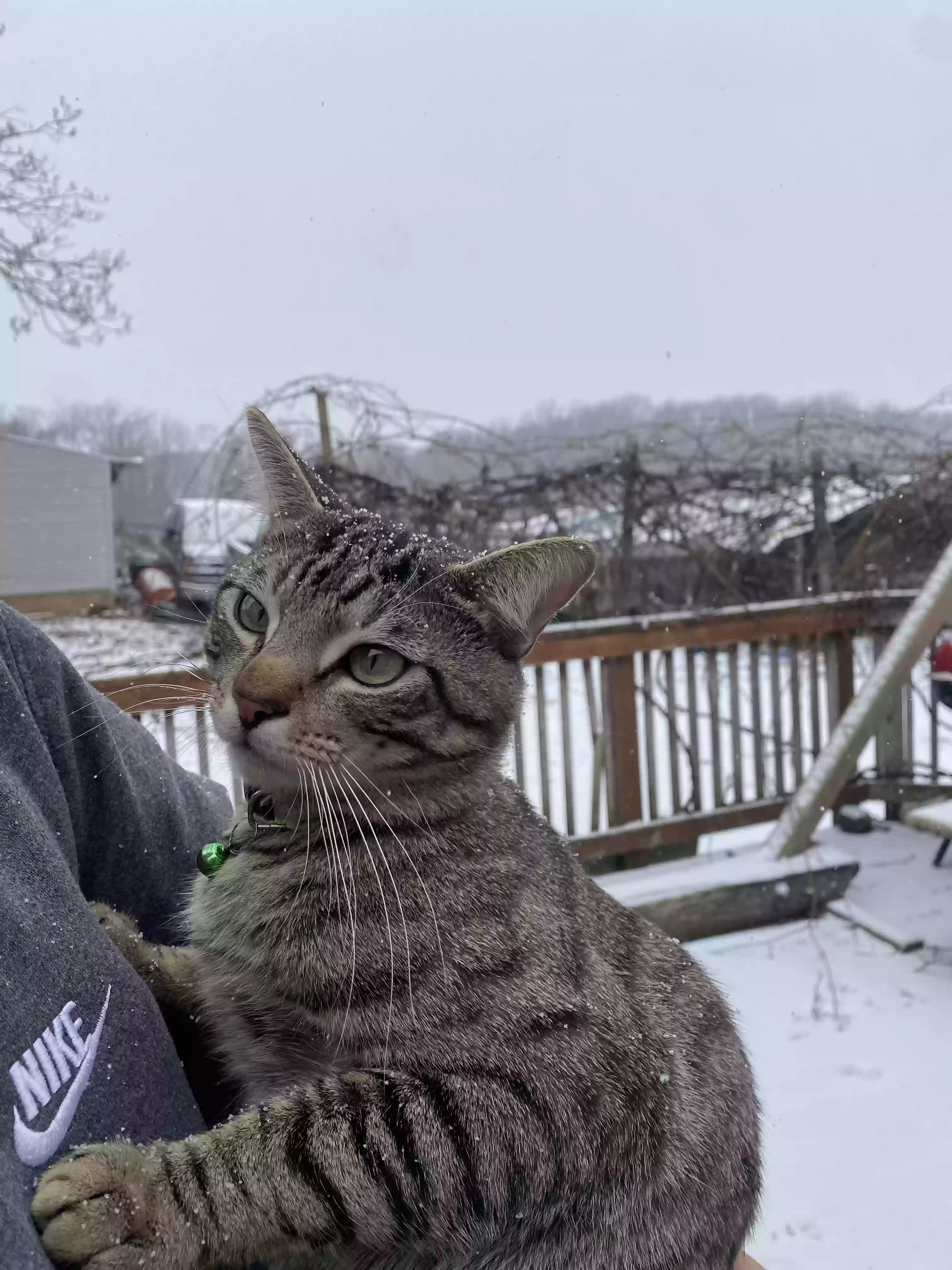 Lost cat in Mount Airy, MD, 21771
