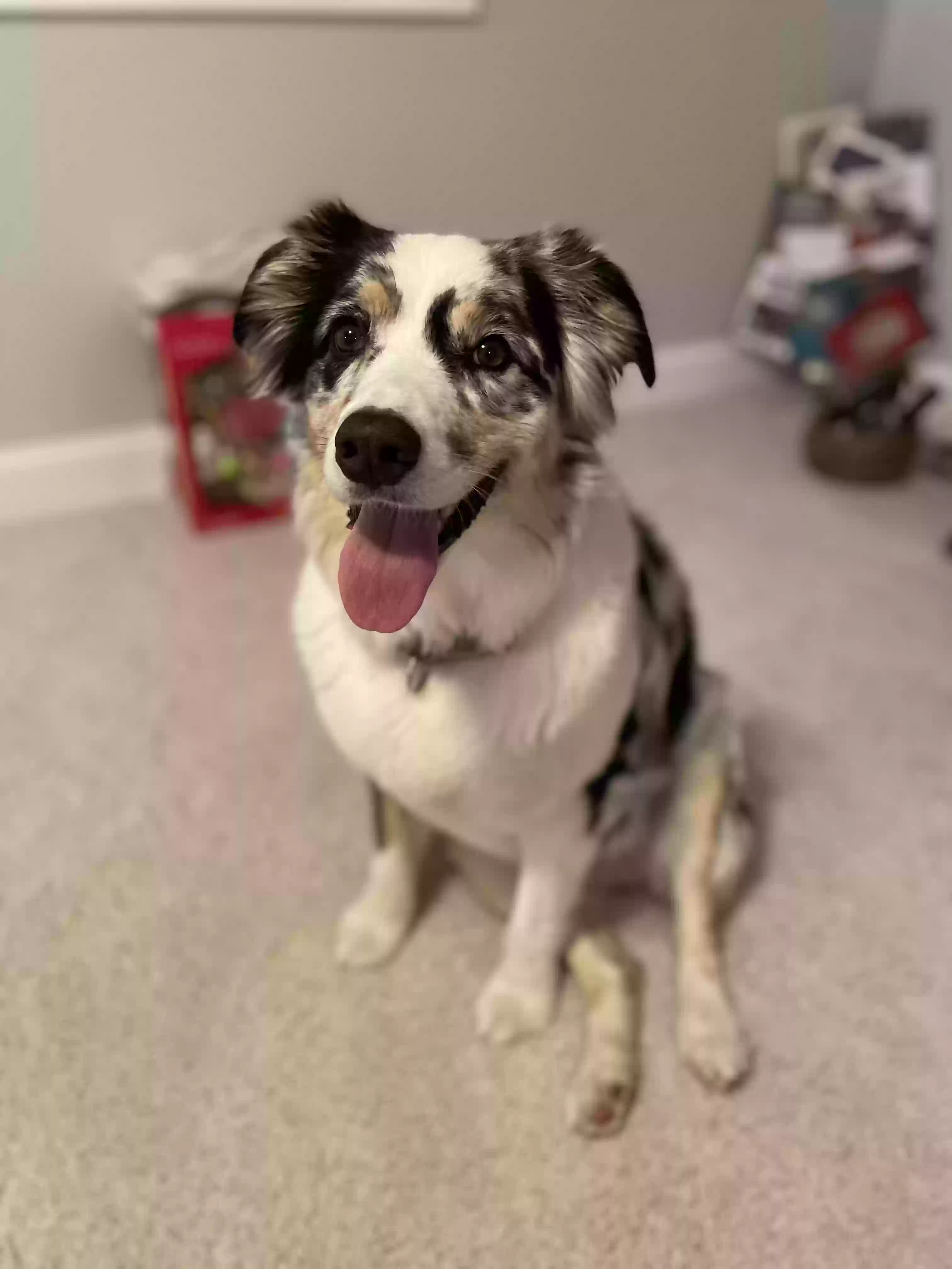 Lost dog in Warrenville, IL, 60555