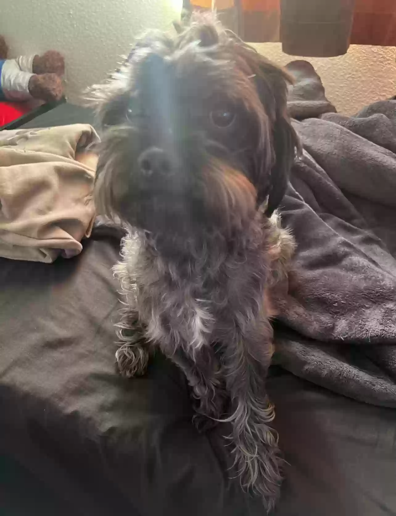 Lost dog in Los Angeles, CA, 90026