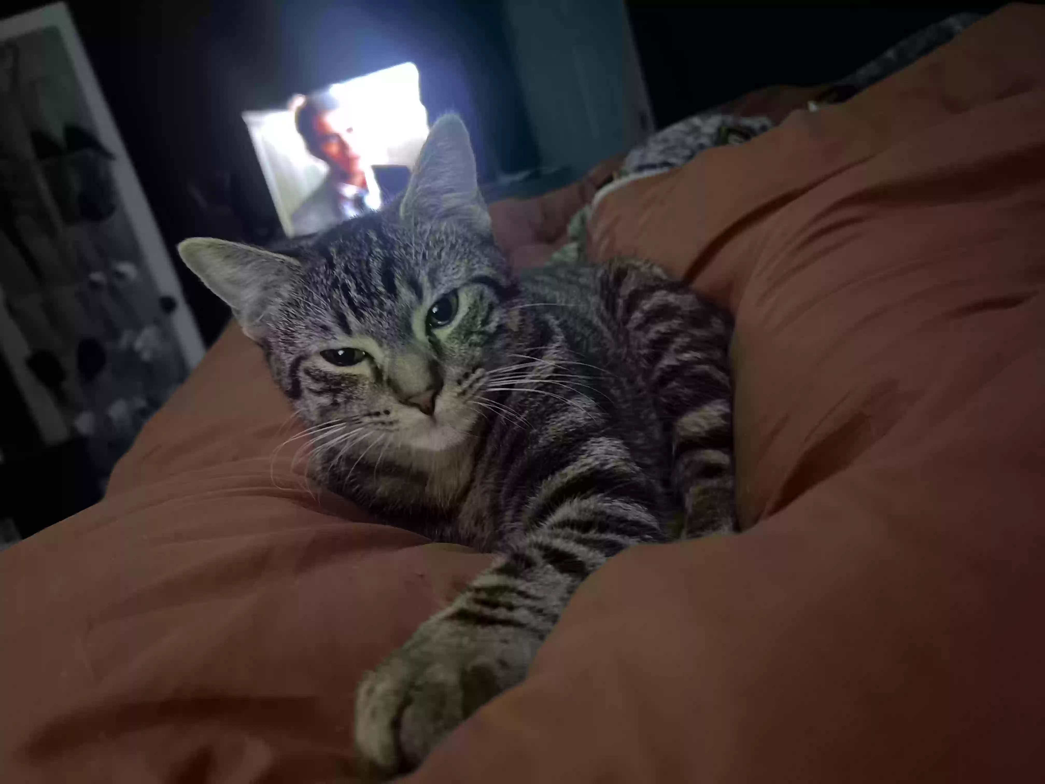 Lost cat in Hinesville, GA, 31313