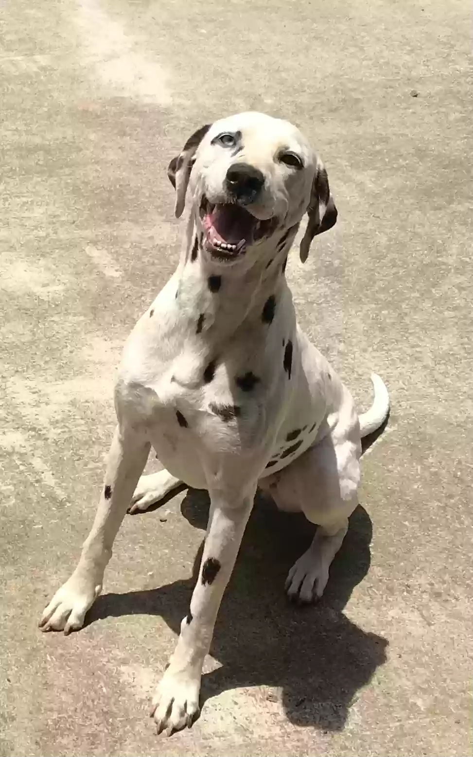 Lost dog in Jacksonville, AR, 72076