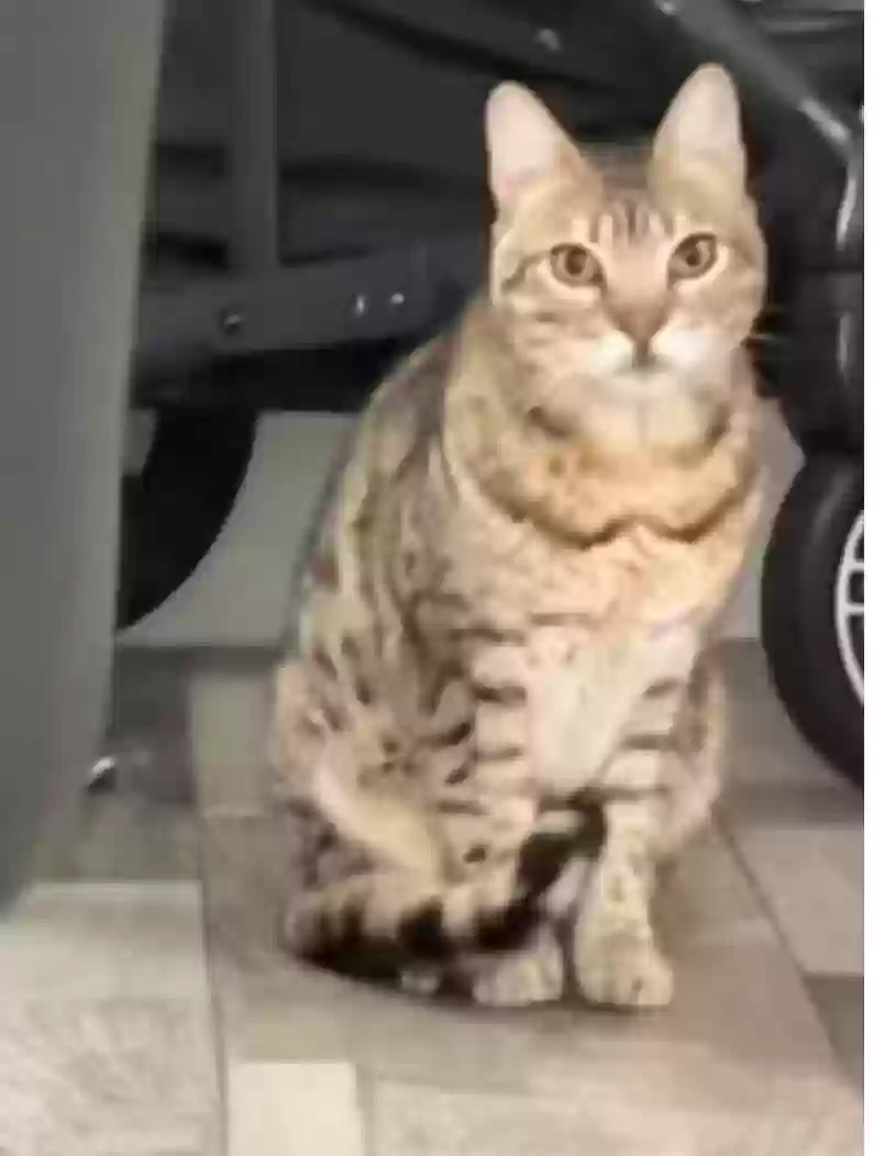 Lost cat in League City, TX, 77573