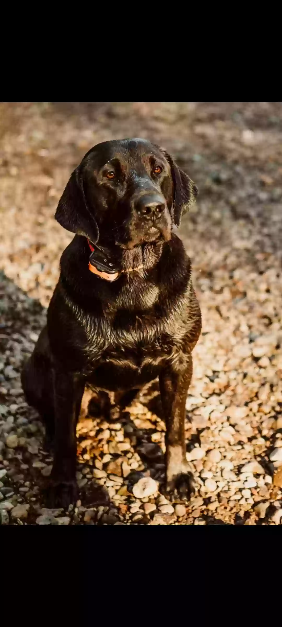 Lost dog in La Grange, TX, 78945