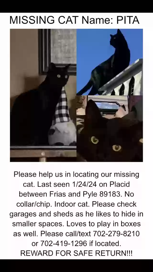 Lost cat in Las Vegas, NV, 89183
