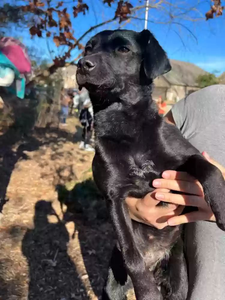 Found dog in Humble, TX, 77346