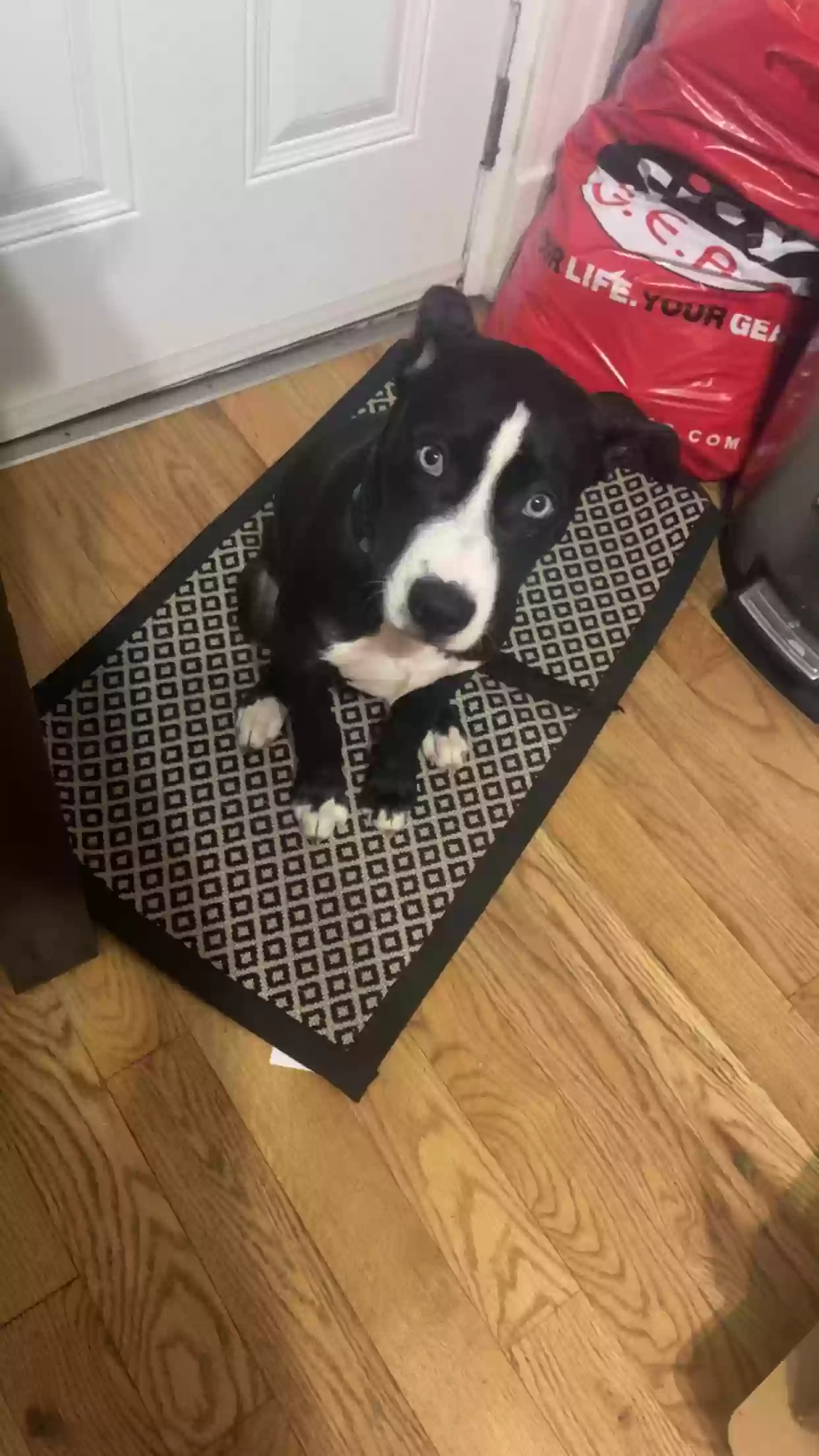 Lost dog in Saint Louis, MO, 63116